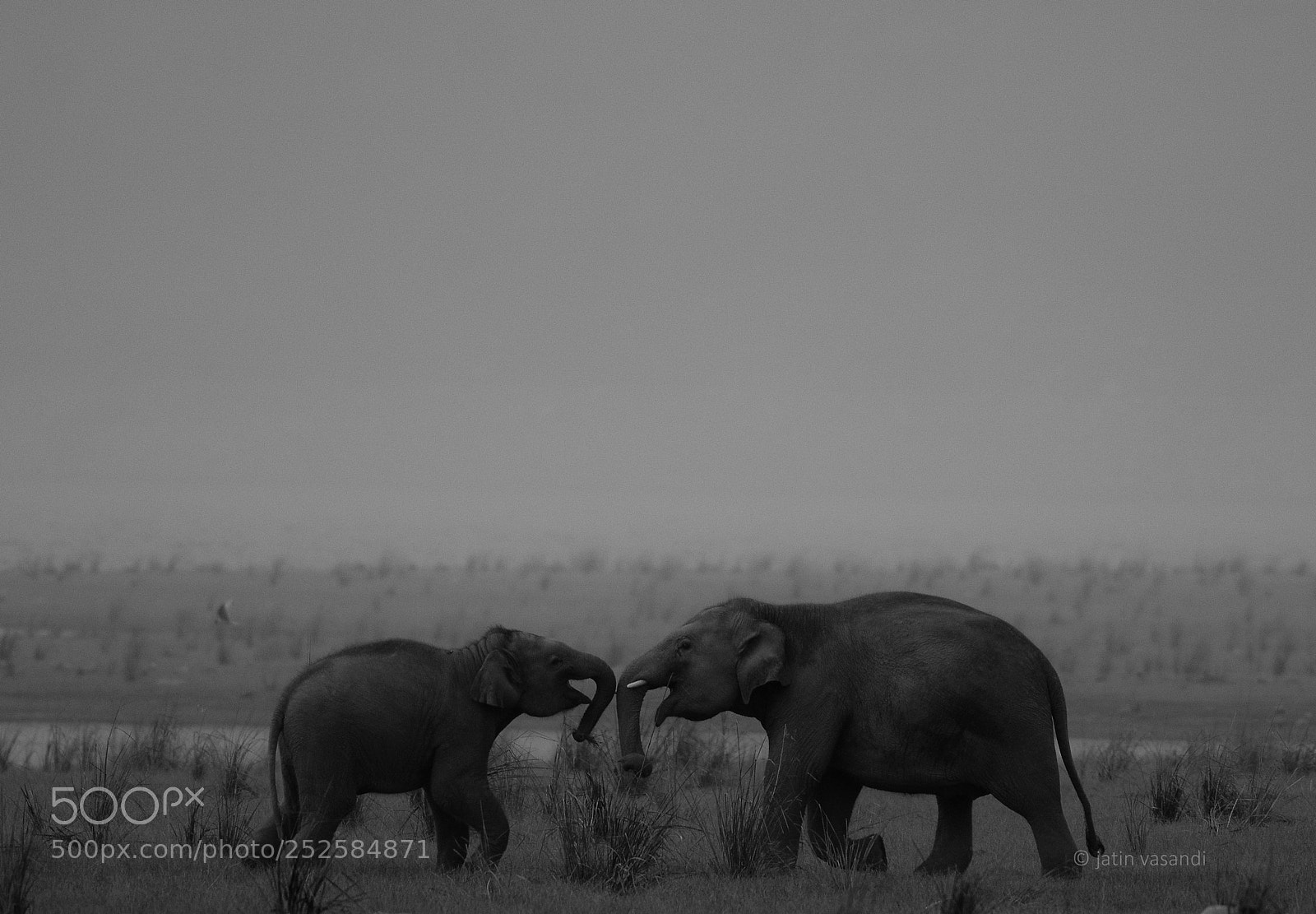 Nikon D7200 sample photo. Elephants photography