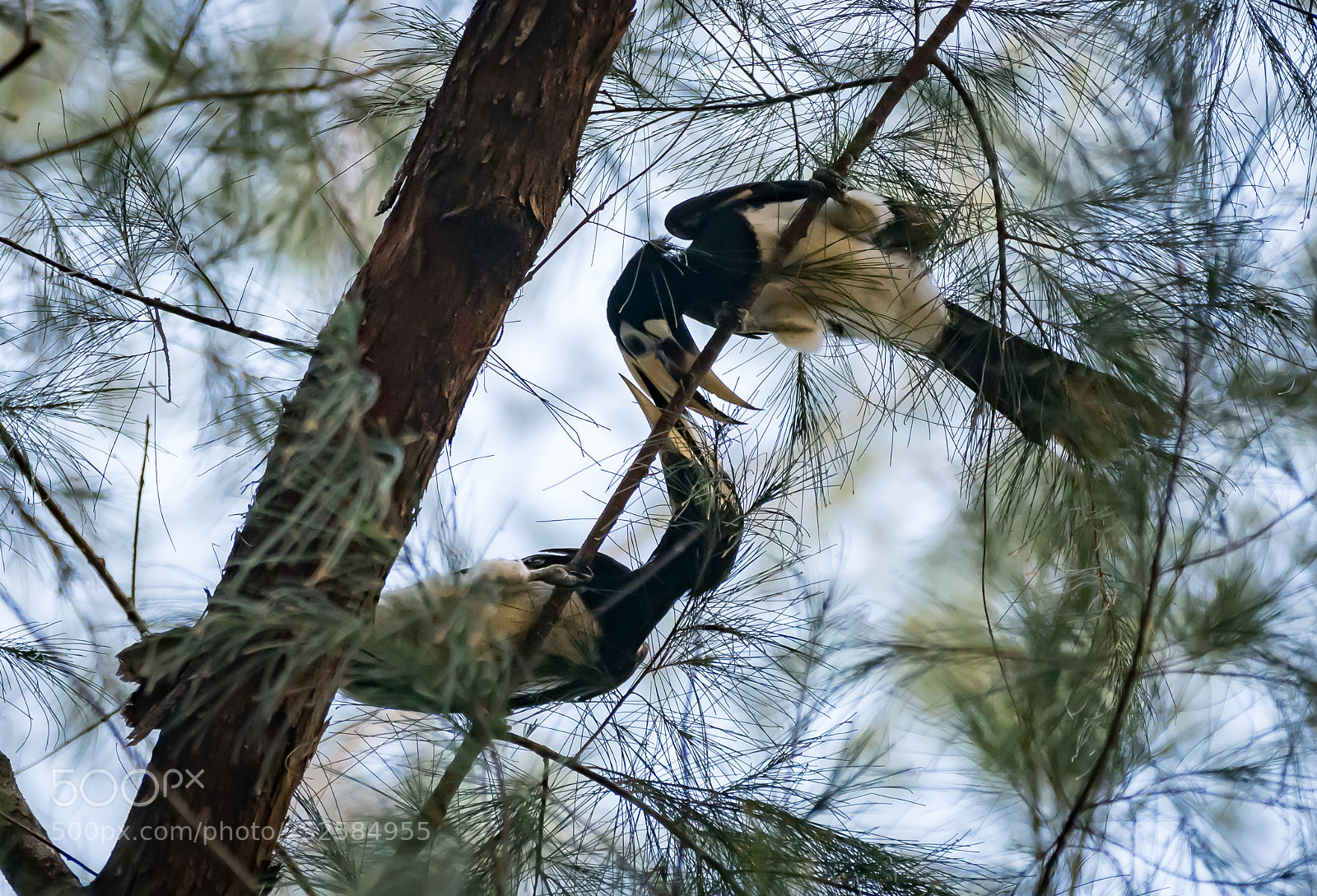 Nikon D5300 sample photo. Love between toucans photography