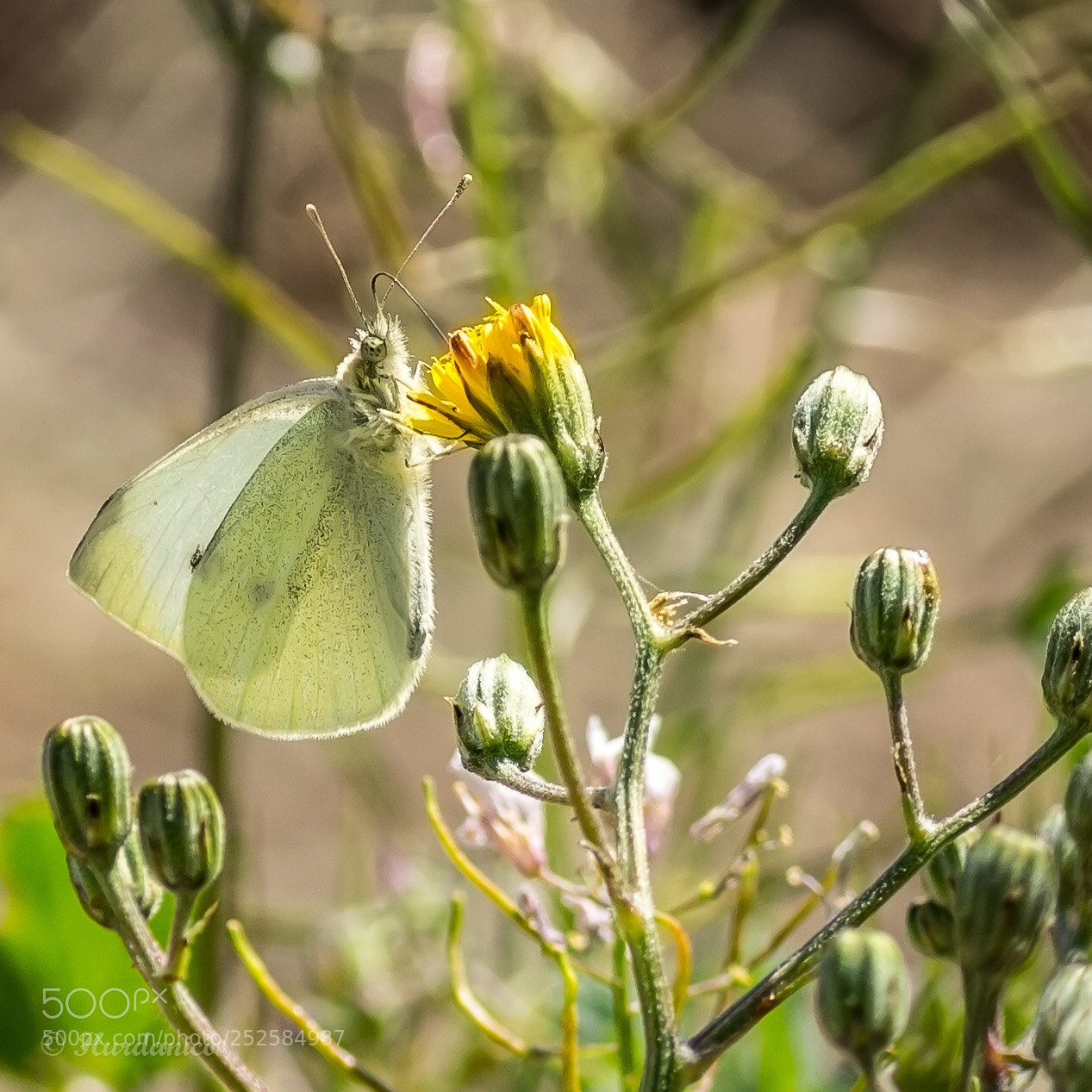 Nikon D5300 sample photo. Butterfly spring photography