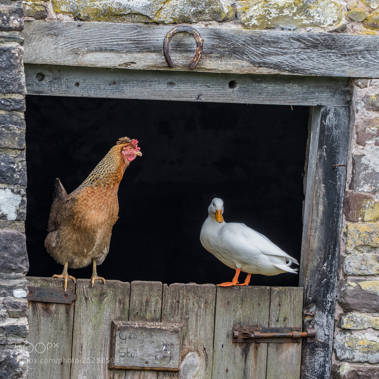 Canon EOS 7D Mark II sample photo. Farmyard friends photography
