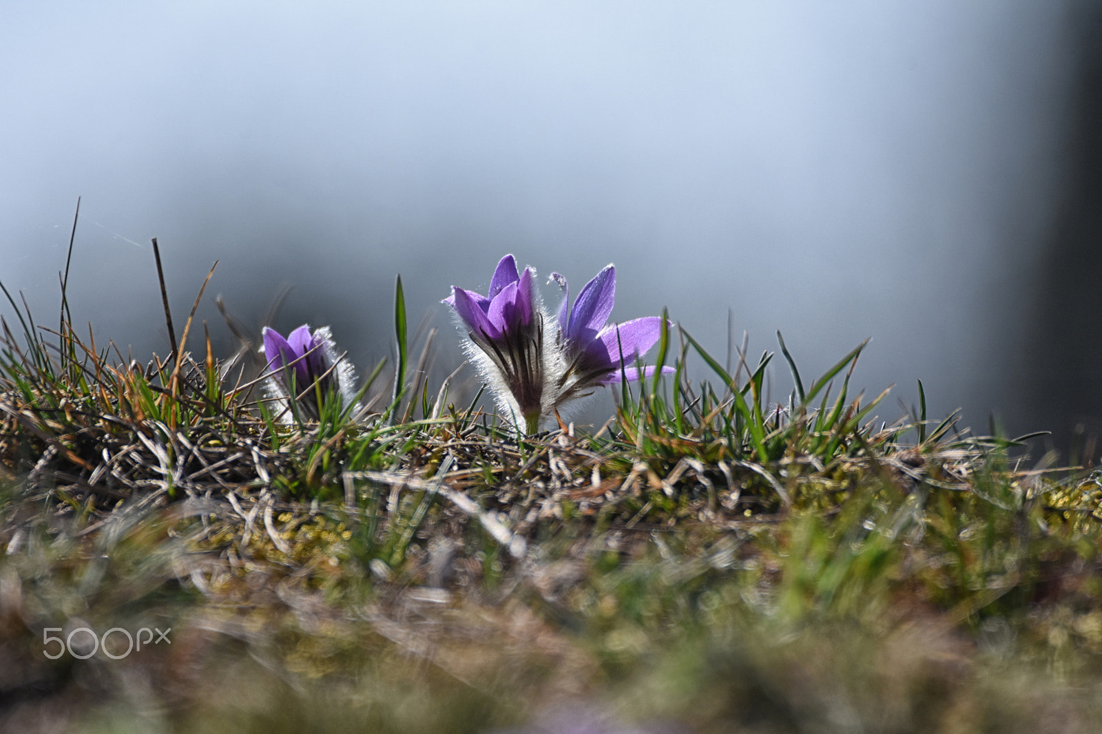 Sigma 150-600mm F5-6.3 DG OS HSM | C sample photo. Koniklec photography
