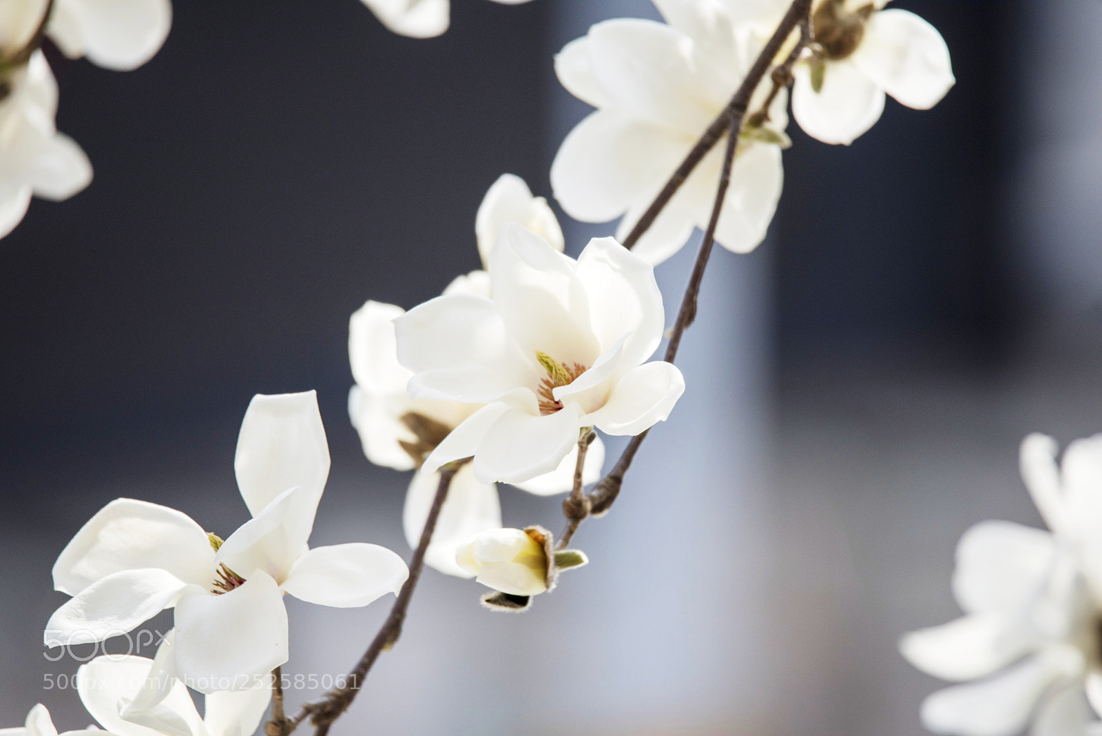 Nikon D810 sample photo. Untitled photography