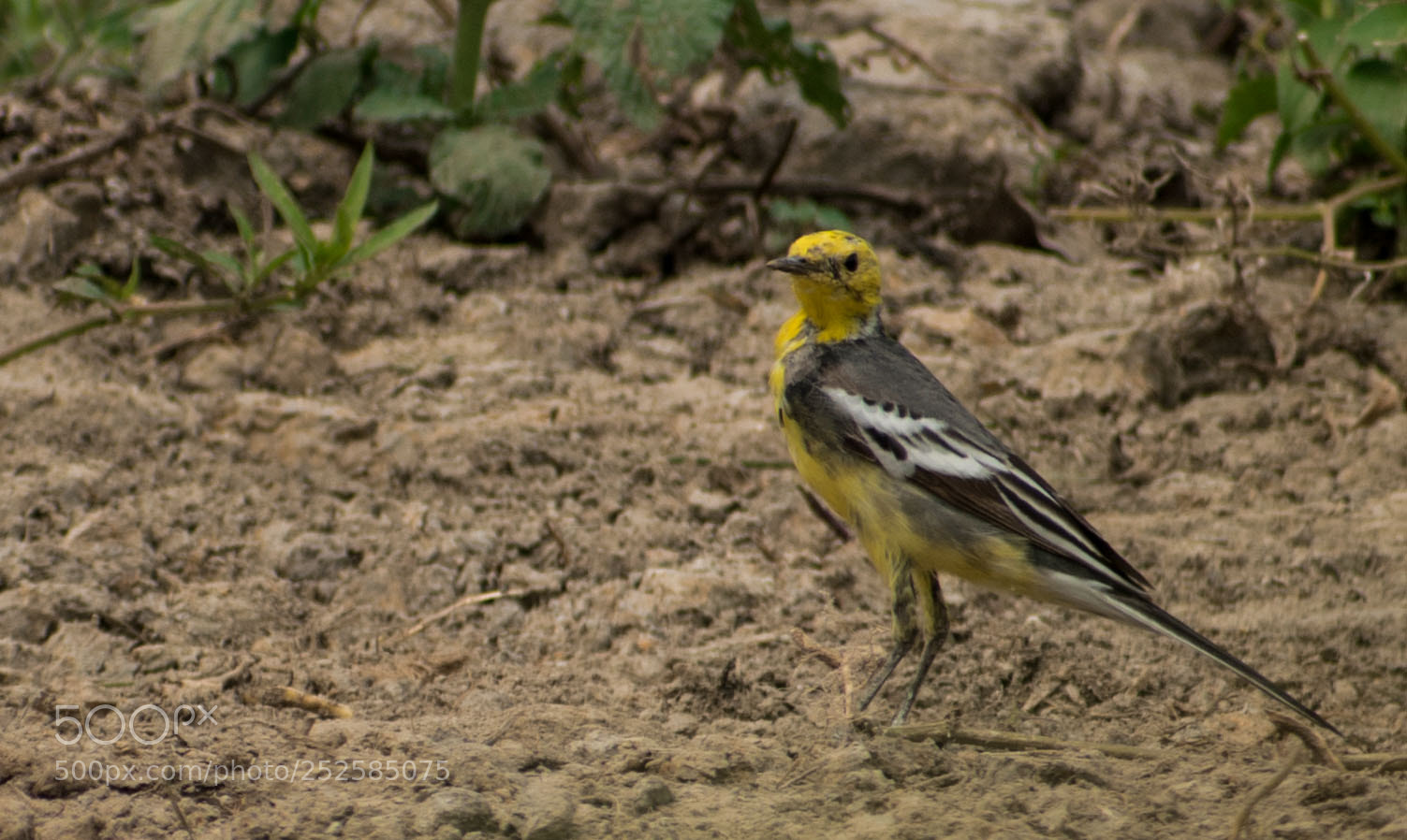Nikon D5500 sample photo. Citrine wagtail photography
