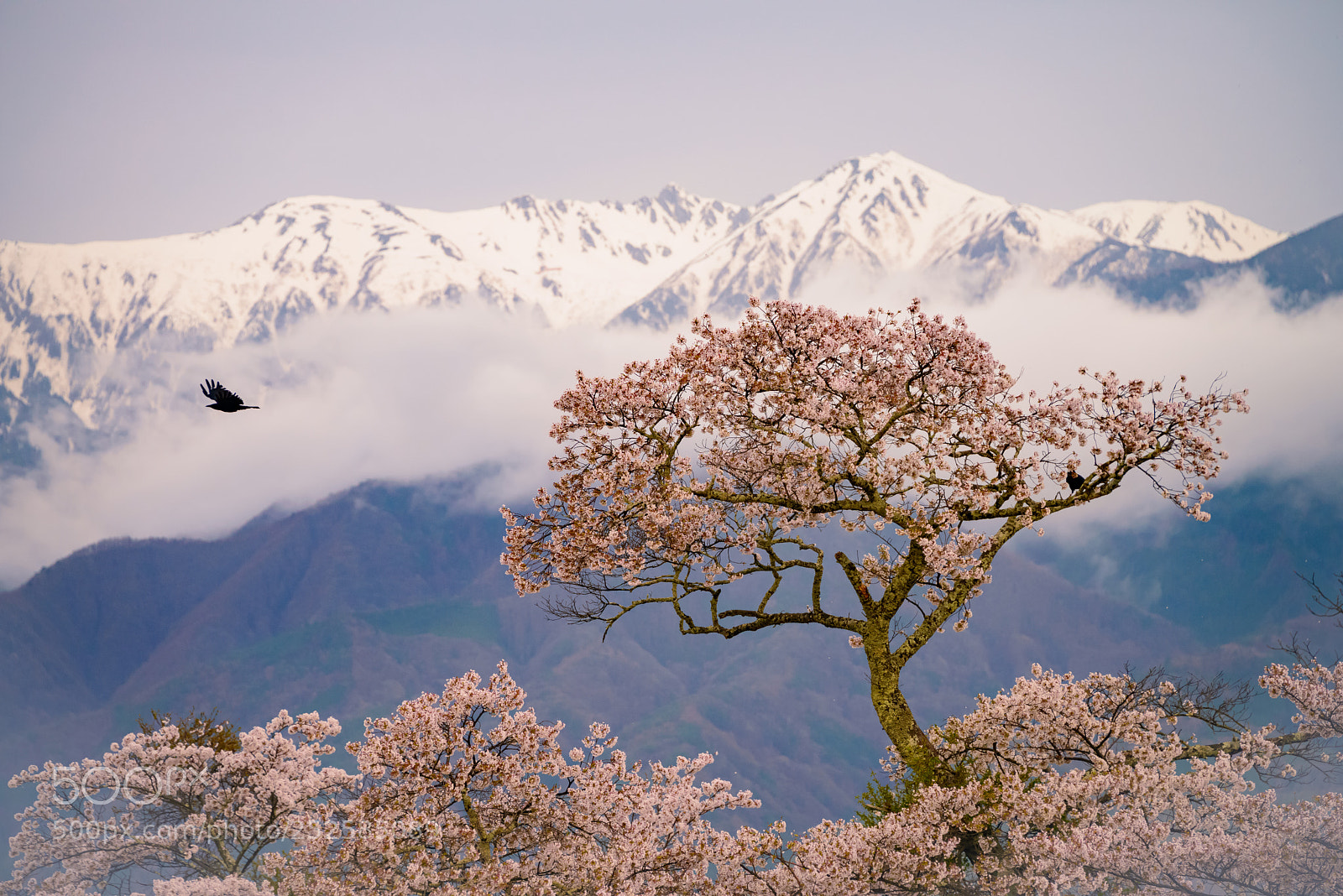 Nikon D800E sample photo. Early spring of south photography