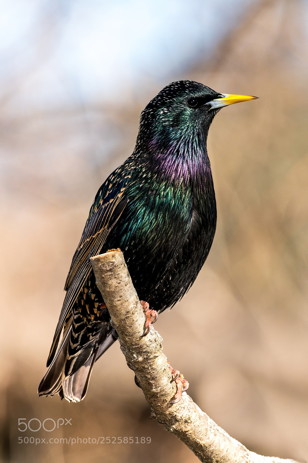 Nikon D850 sample photo. Starling photography