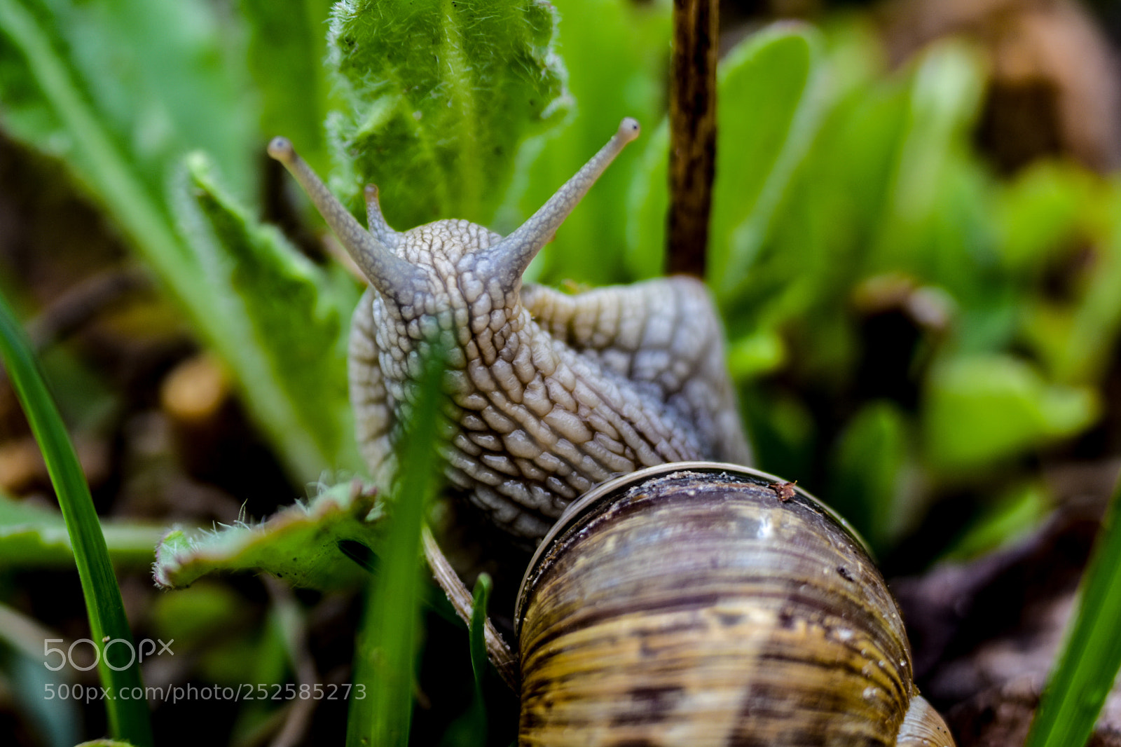 Nikon D3400 sample photo. Snail photography