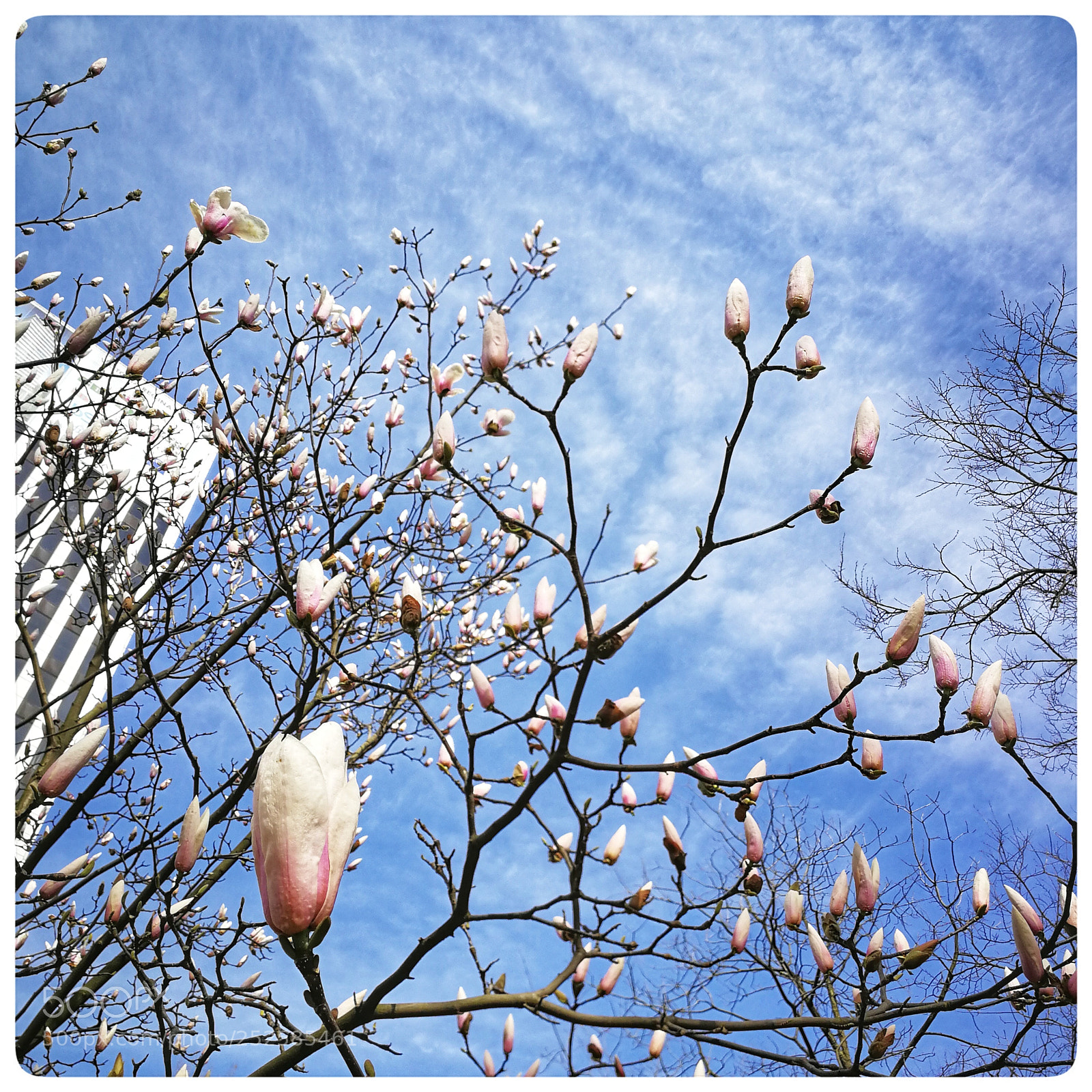 HUAWEI P10 sample photo. Spring is in the photography