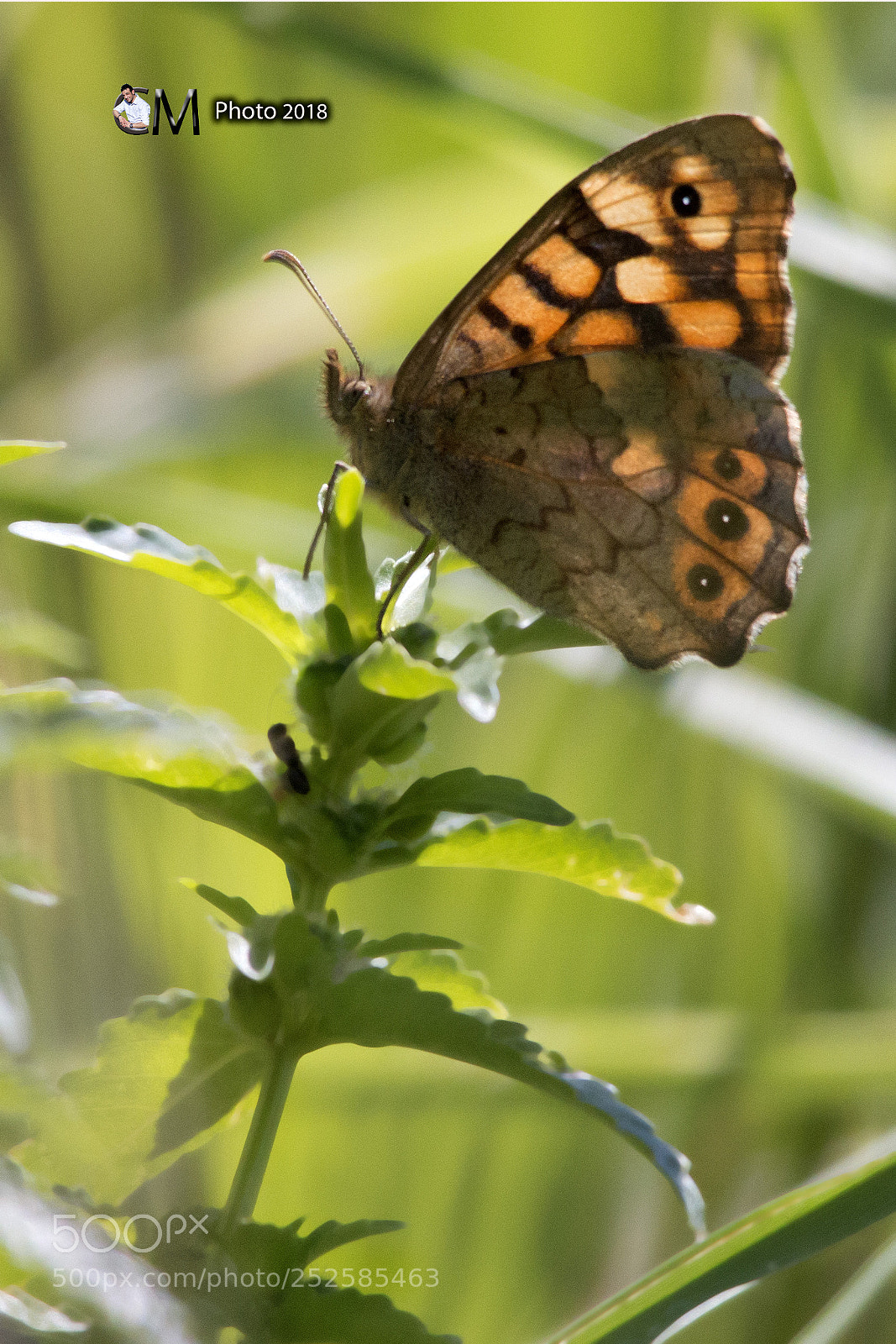 Canon EOS 70D sample photo. Farfalla photography