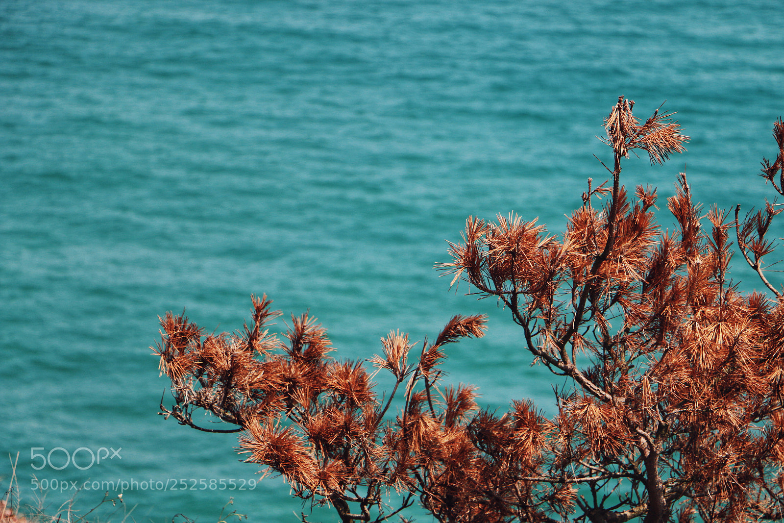 Canon EOS 70D sample photo. Untitled photography