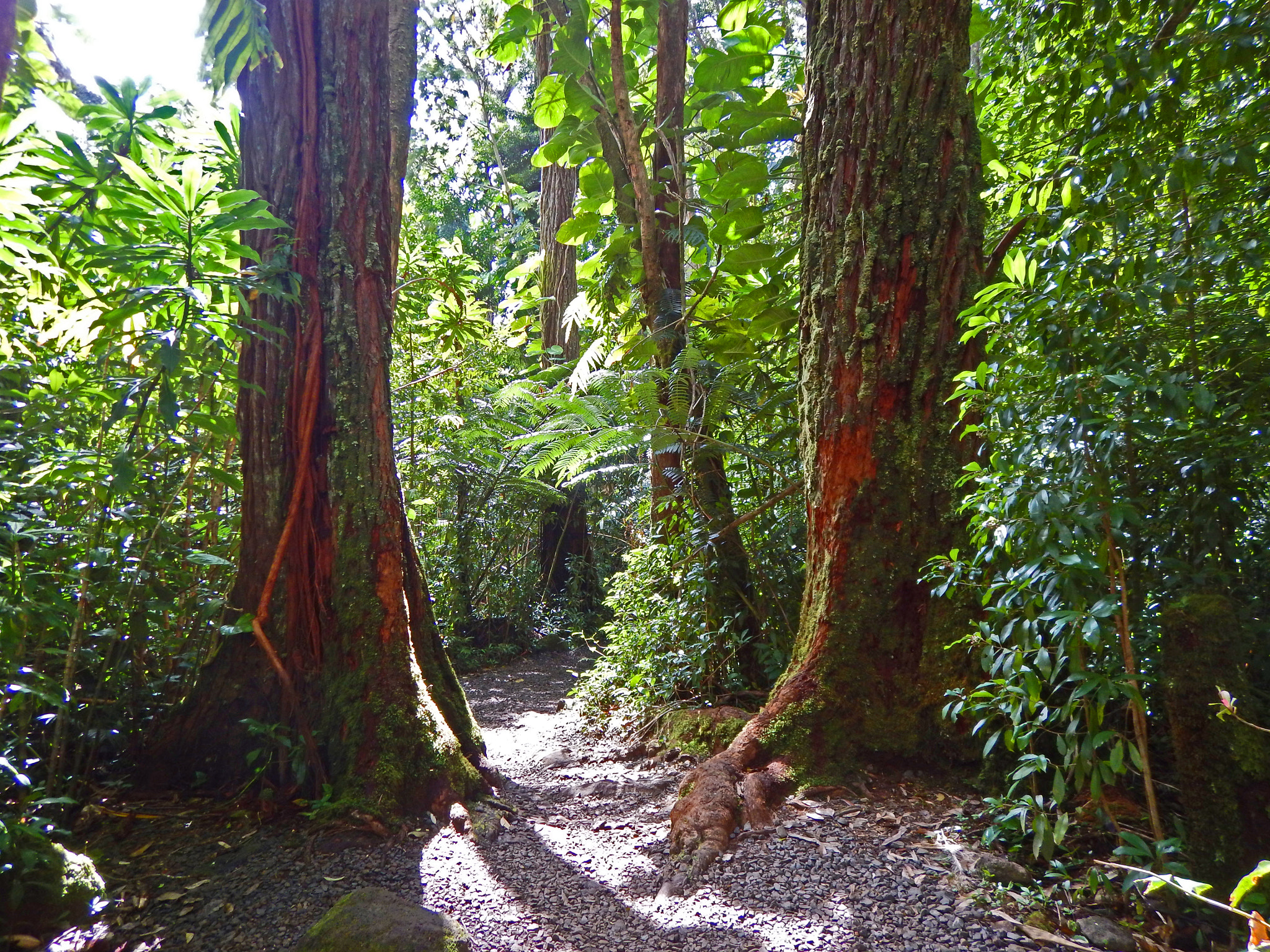 Nikon Coolpix AW130 sample photo. Pauoa flats trail oahu 1 photography