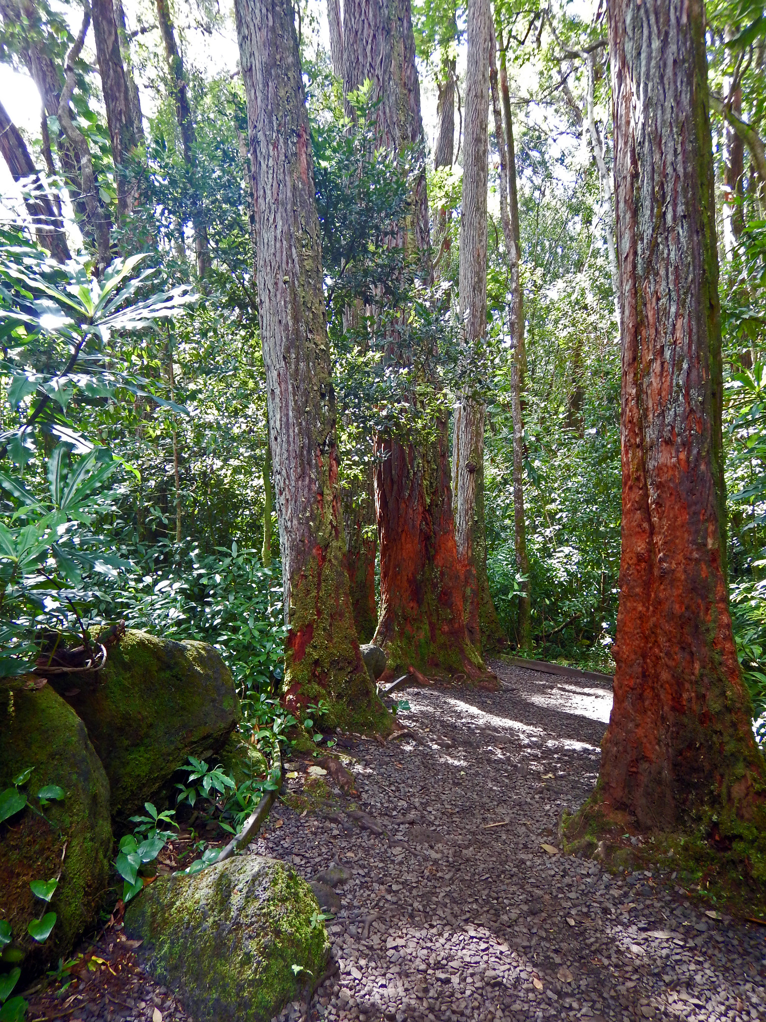 Nikon Coolpix AW130 sample photo. Pauoa flats trail oahu 2 photography