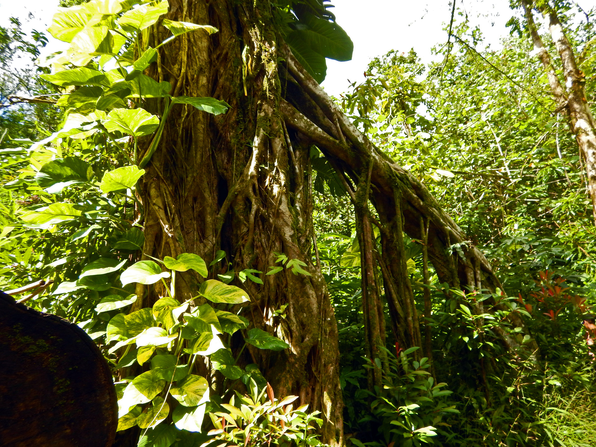 Nikon Coolpix AW130 sample photo. Pauoa flats trail oahu 3 photography