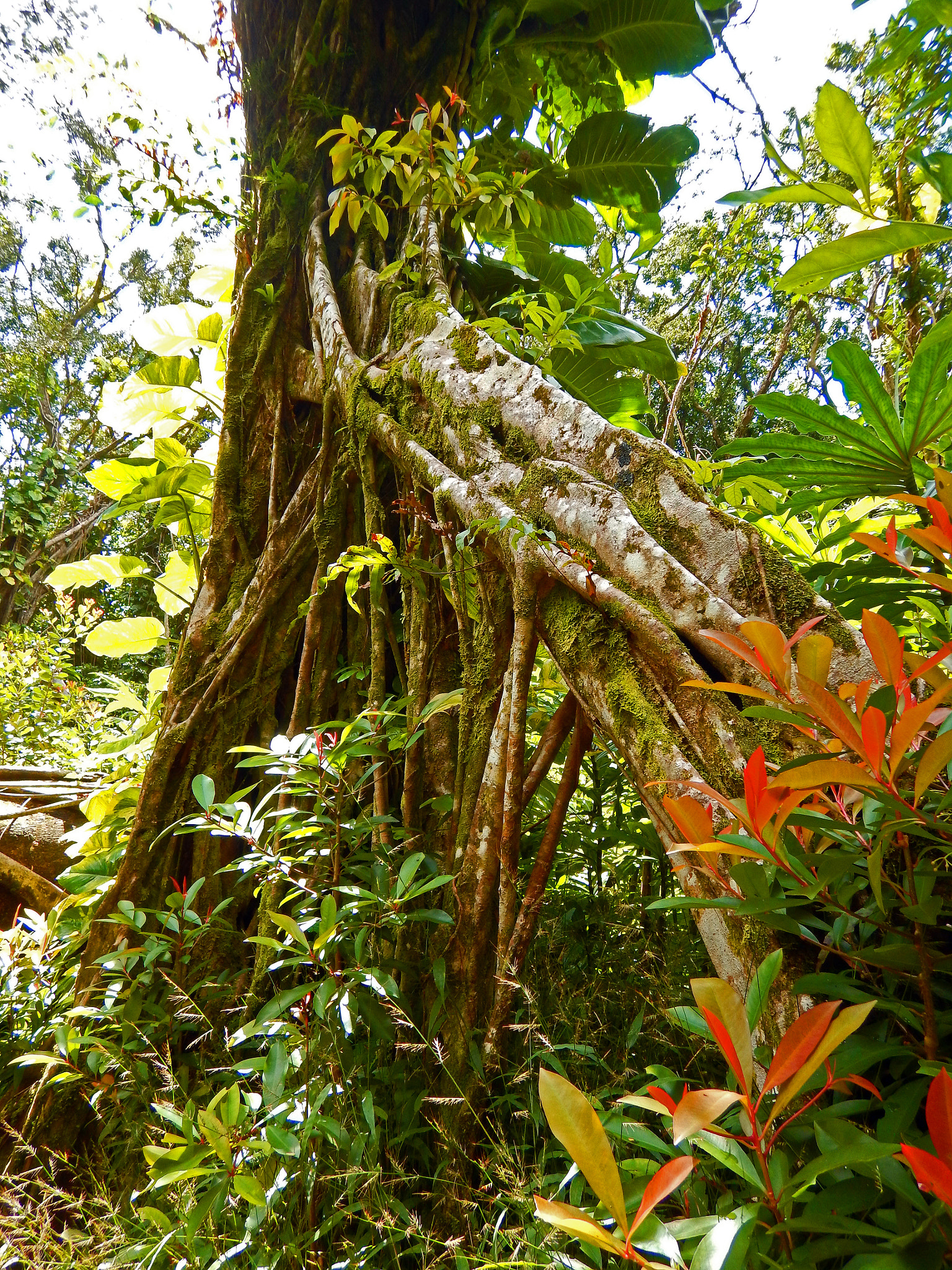 Nikon Coolpix AW130 sample photo. Pauoa flats trail oahu 4 photography