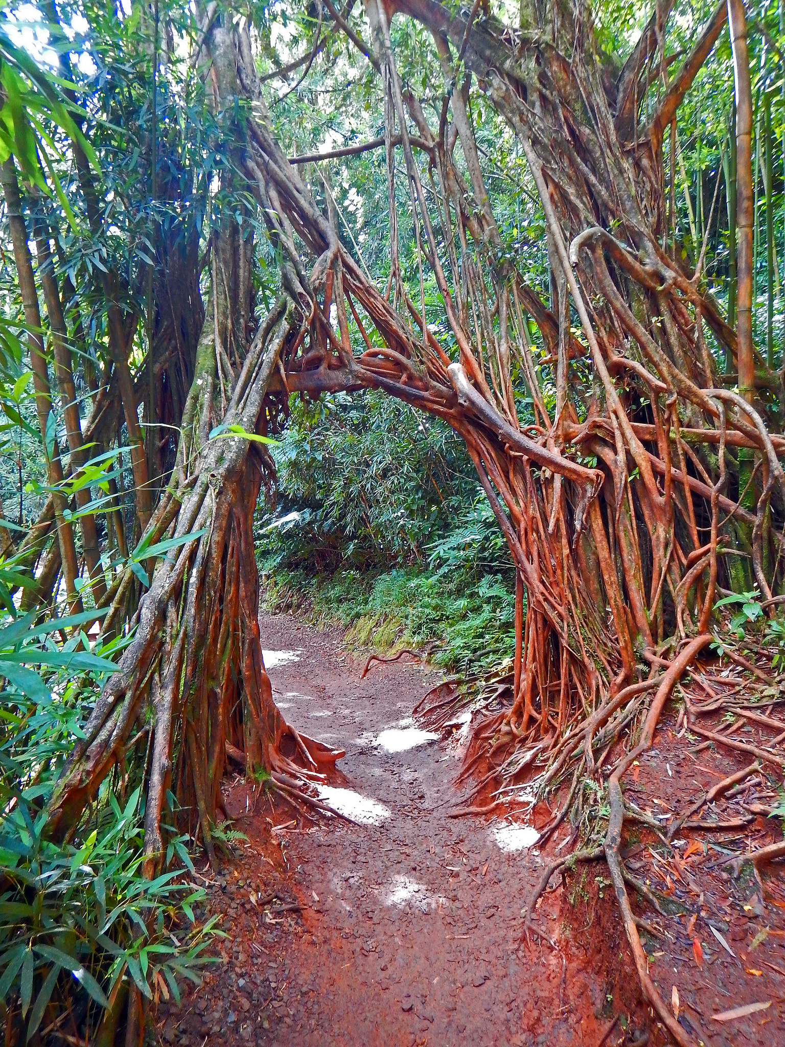 Nikon Coolpix AW130 sample photo. Pauoa flats trail oahu 5 photography