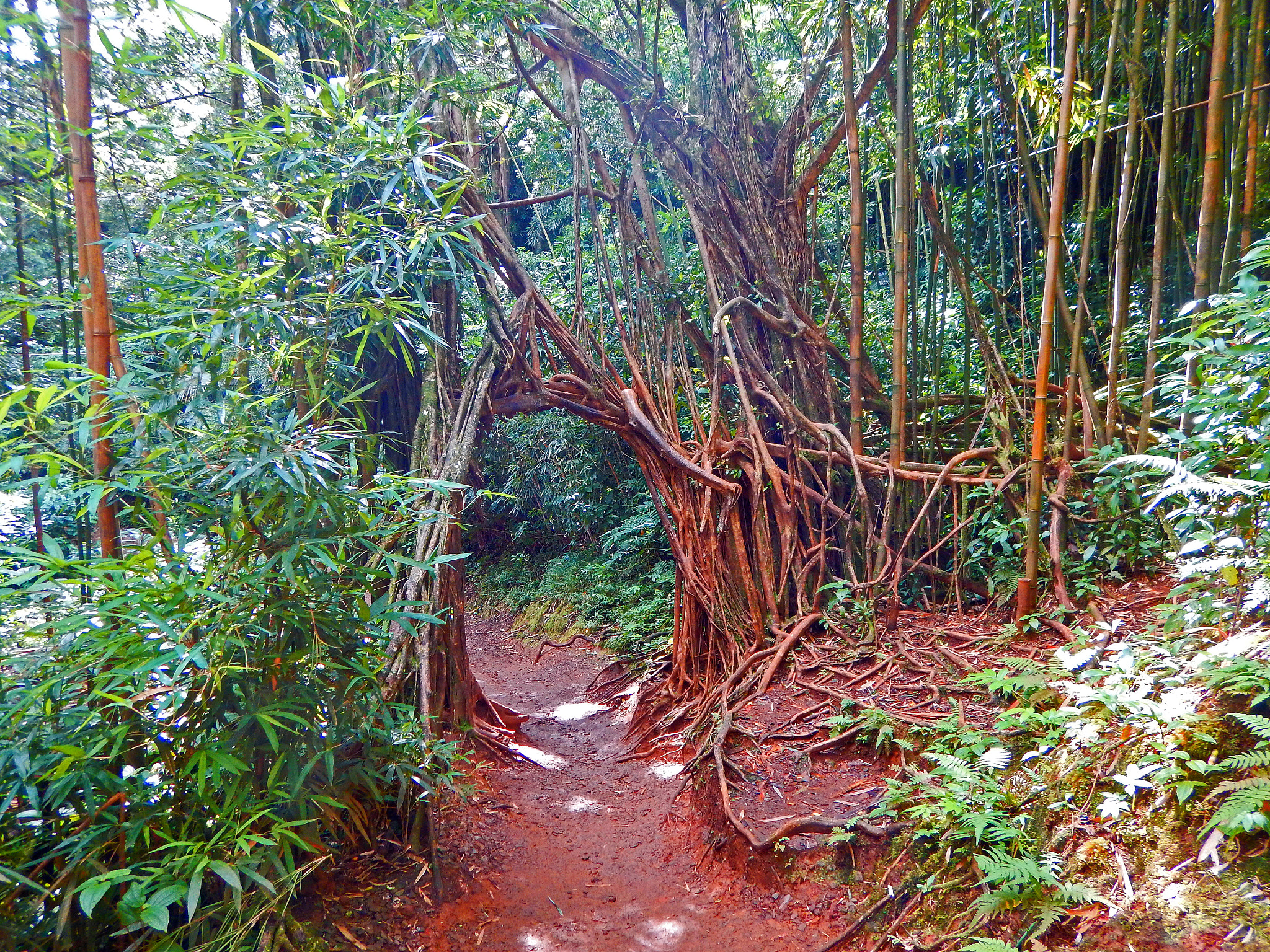 Nikon Coolpix AW130 sample photo. Pauoa flats trail oahu 6 photography