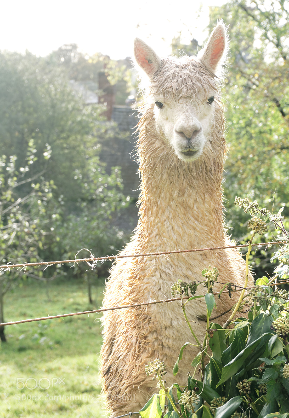 Sony a6000 sample photo. Alpaca photography