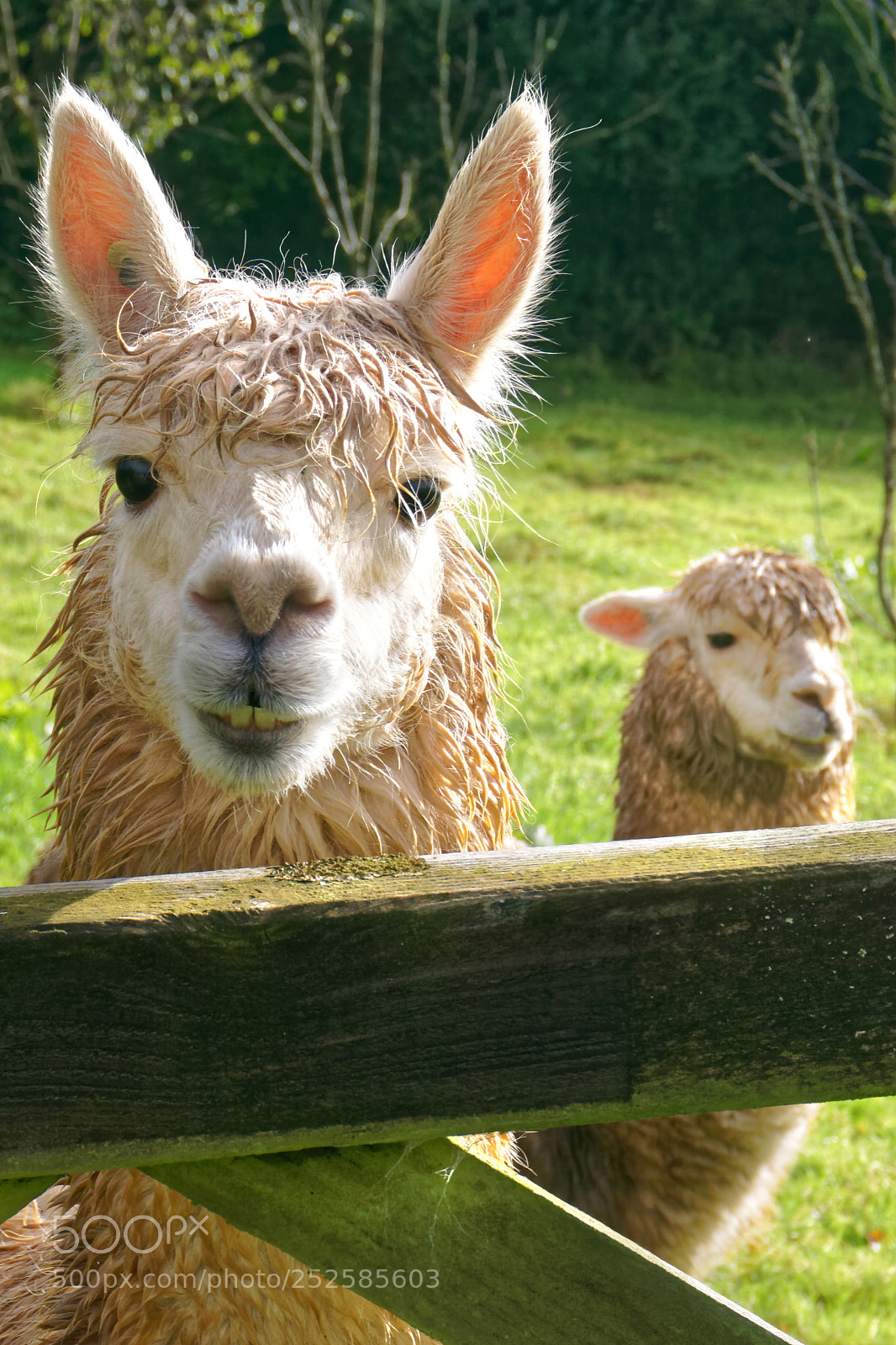 Sony a6000 sample photo. Alpacas photography