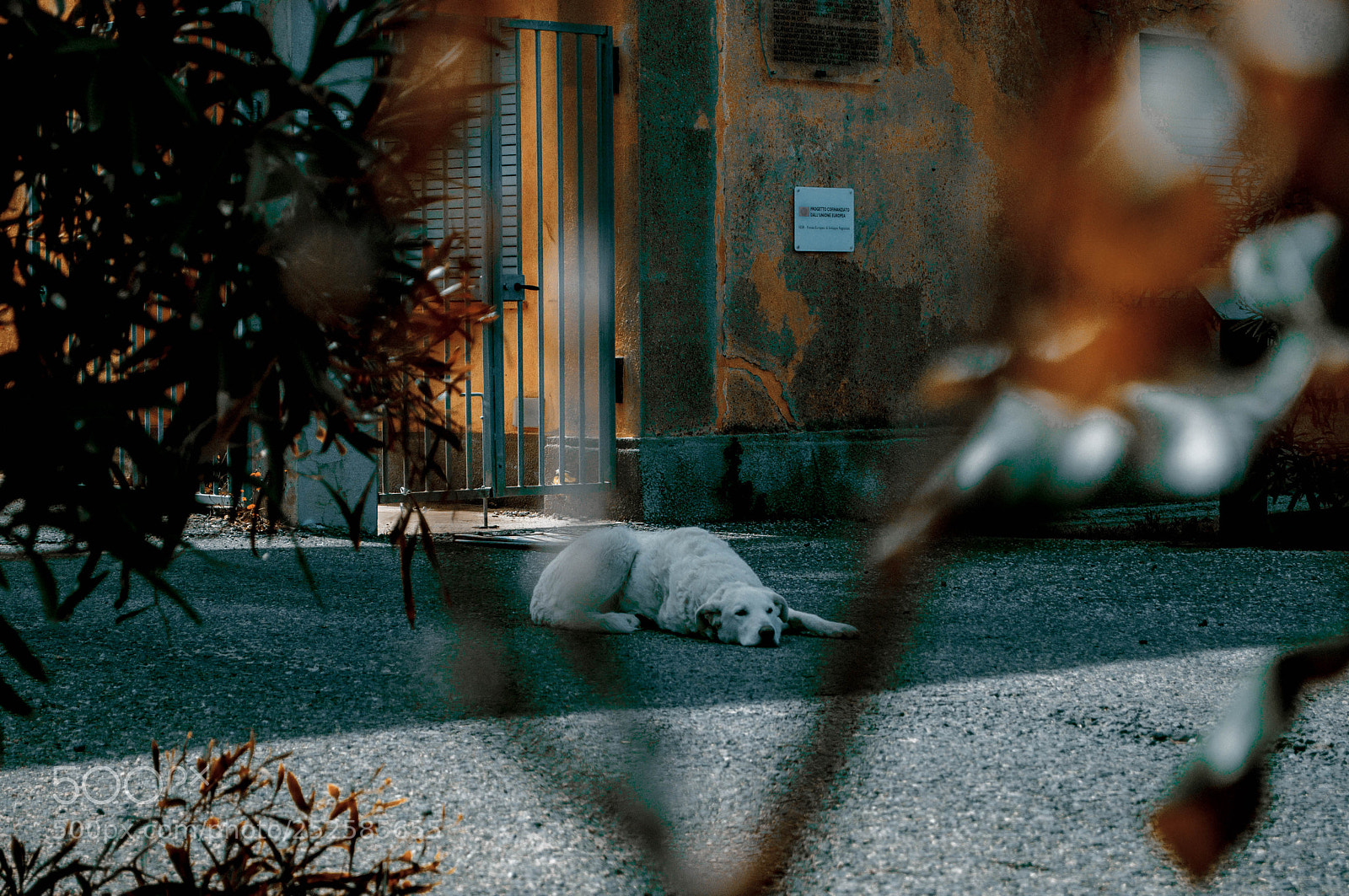 Nikon D5000 sample photo. Untitled photography