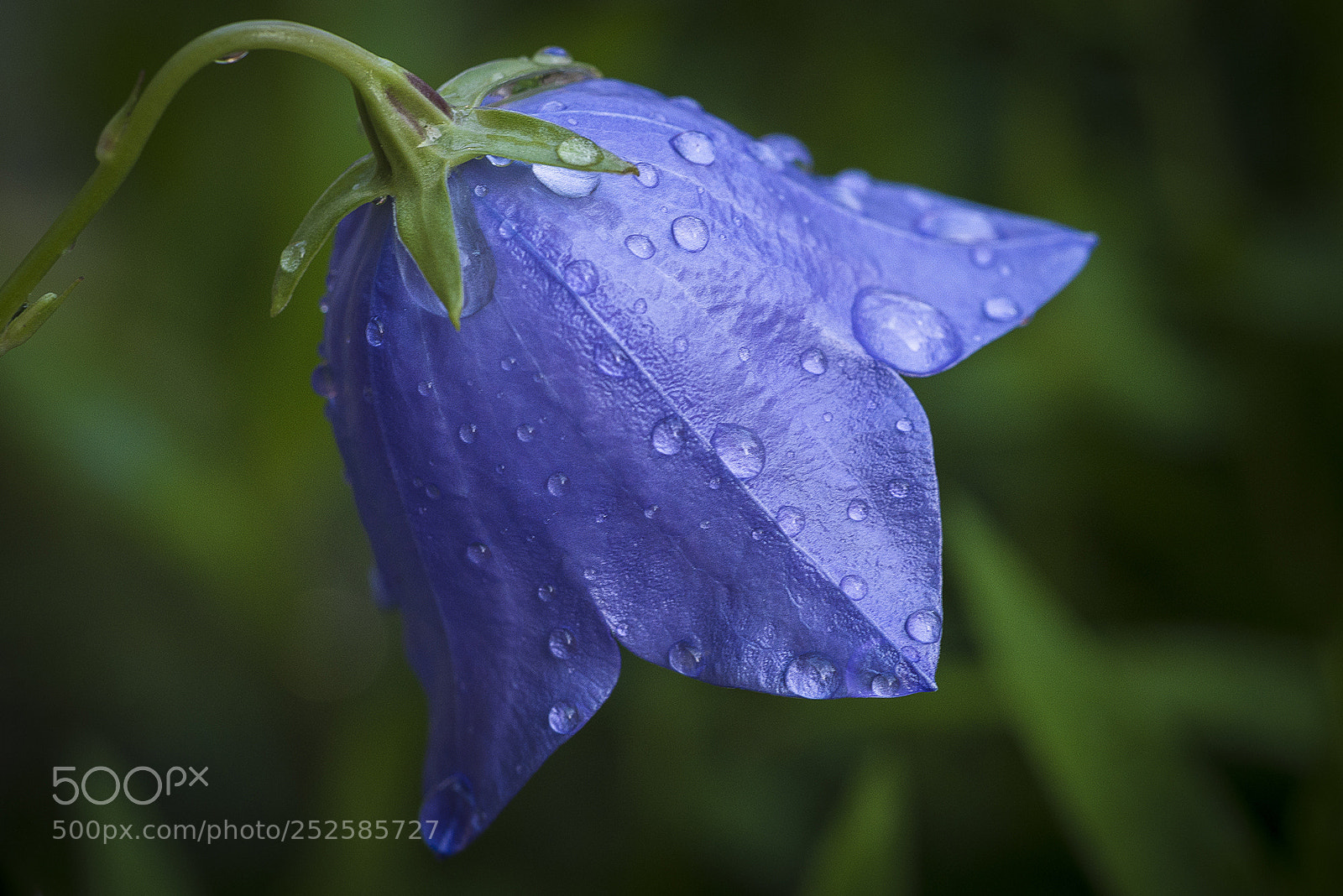 Panasonic DMC-G70 sample photo. Bellflower photography
