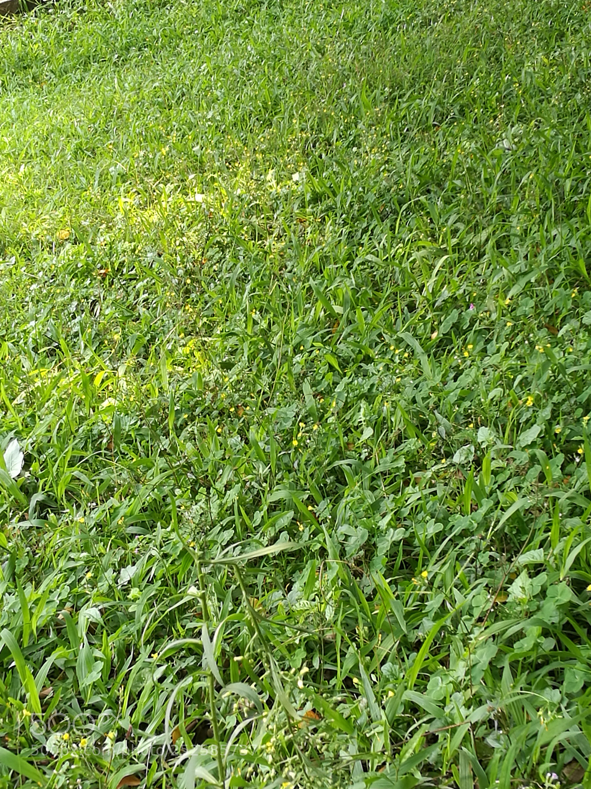 HUAWEI P9 Plus sample photo. Untitled photography
