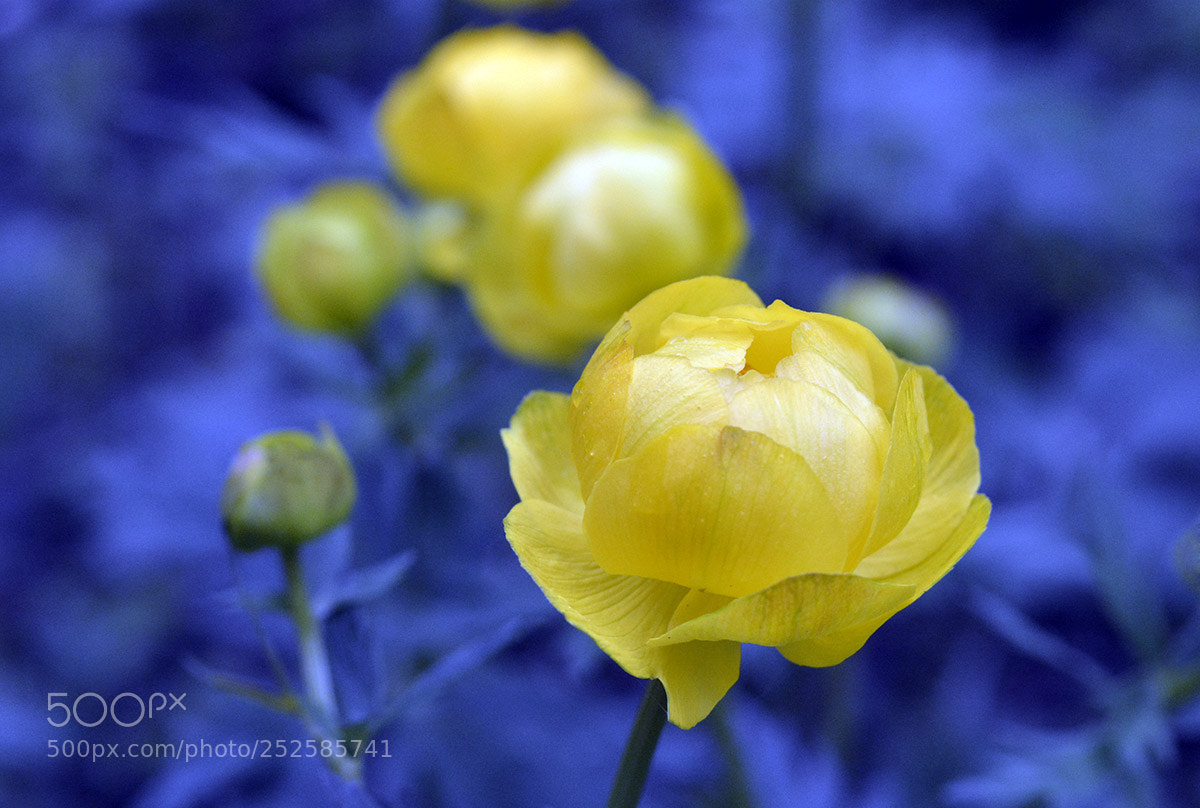 Nikon D7100 sample photo. Flower photography