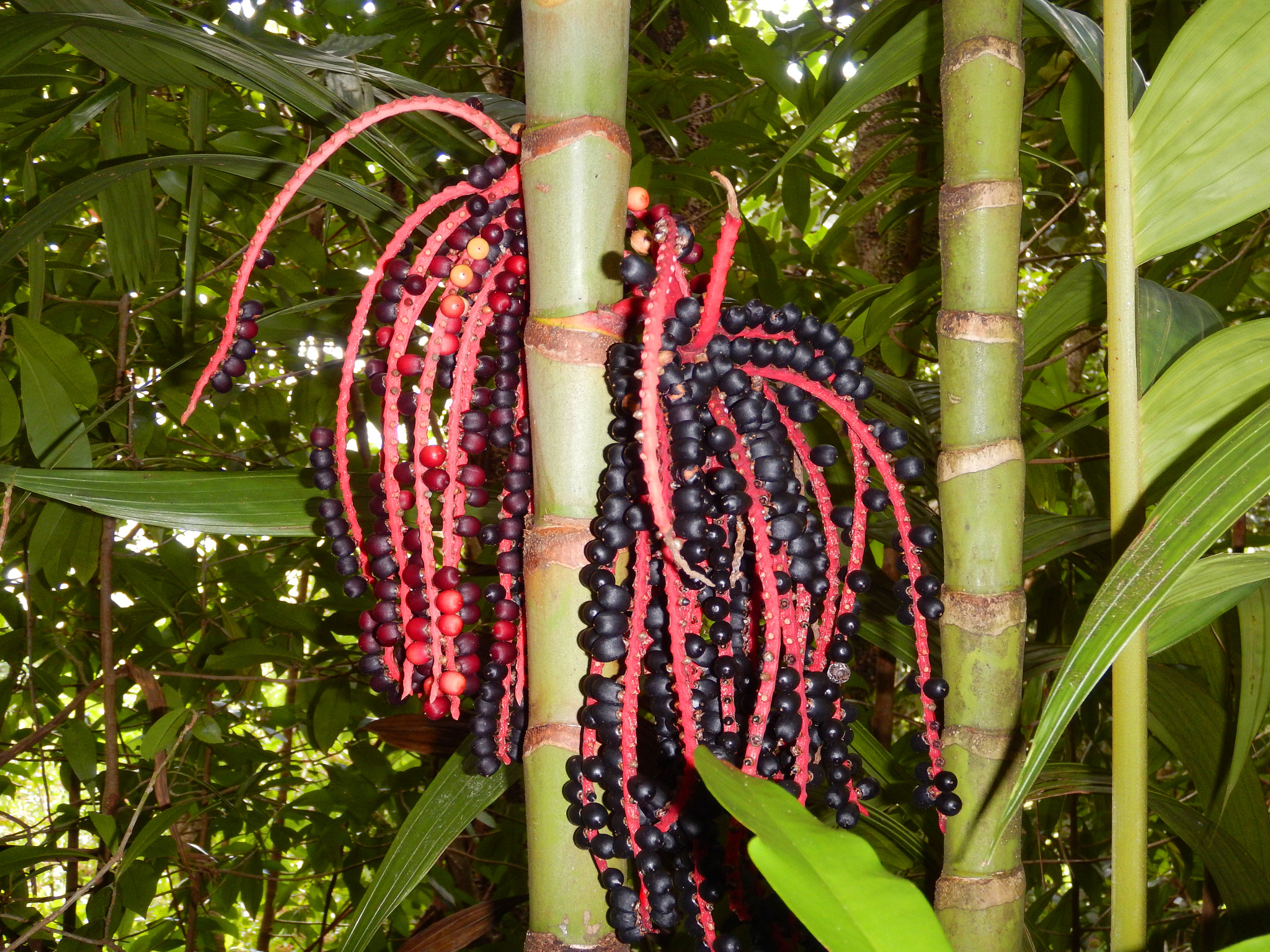 Nikon Coolpix AW130 sample photo. Pauoa flats trail oahu 9 photography