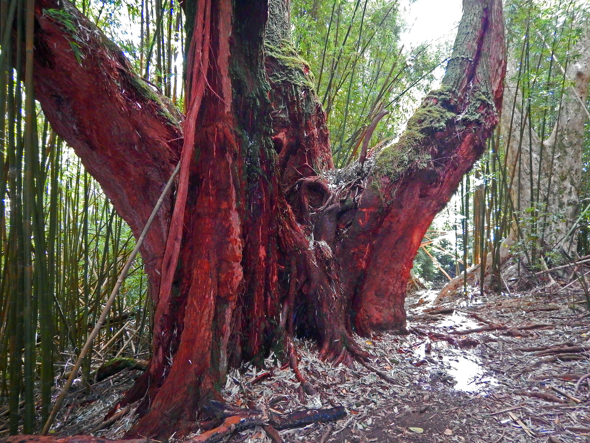 Nikon Coolpix AW130 sample photo. Pauoa flats trail oahu 10 photography