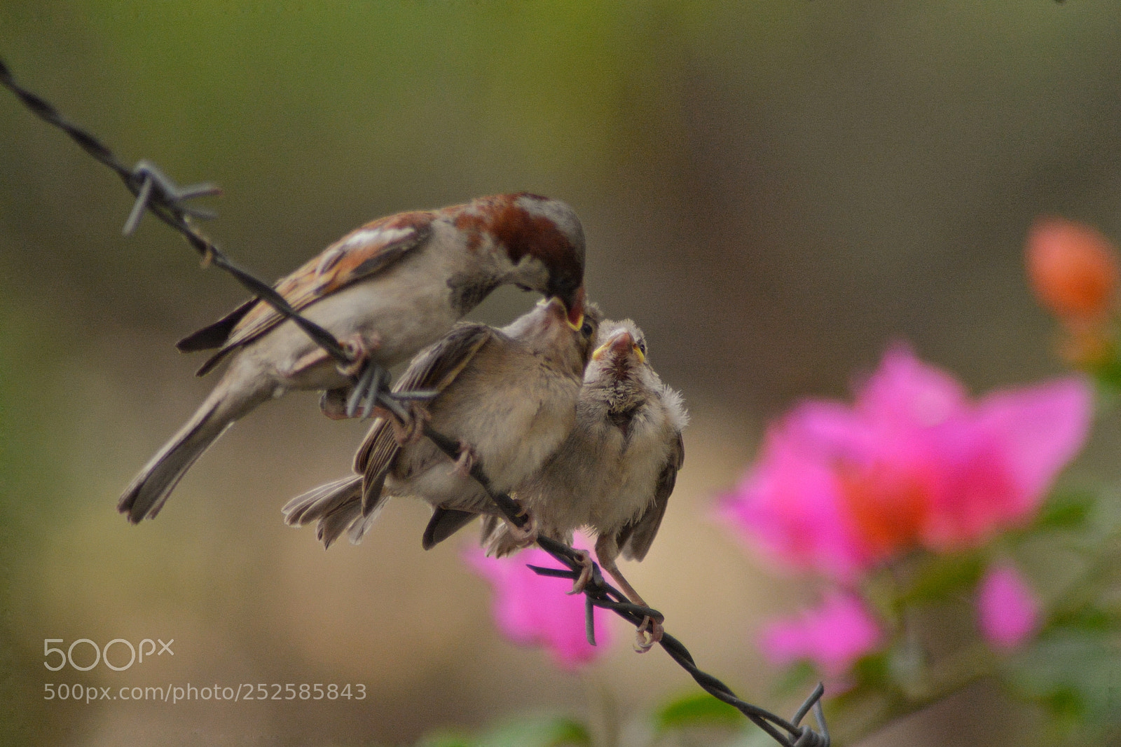 Nikon D5200 sample photo. [hungry birds photography
