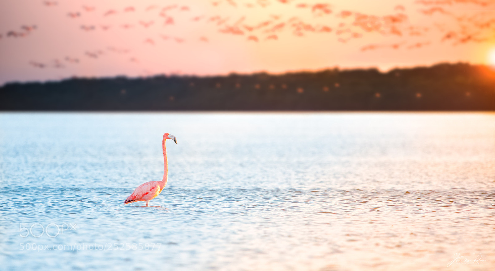 Canon EOS 5D Mark IV sample photo. Single pink flamingo photography