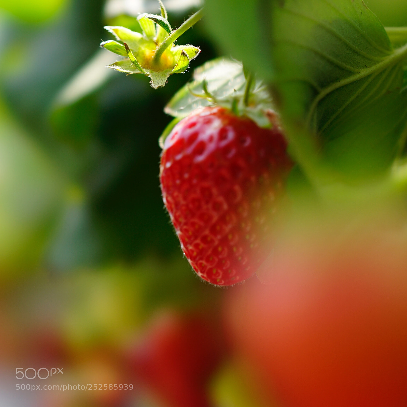 Sony a7 II sample photo. 存逝 photography