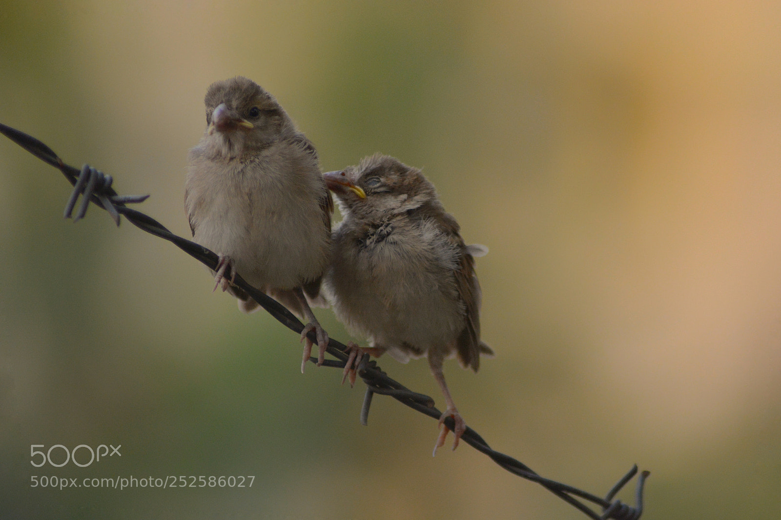 Nikon D5200 sample photo. []baby birds photography
