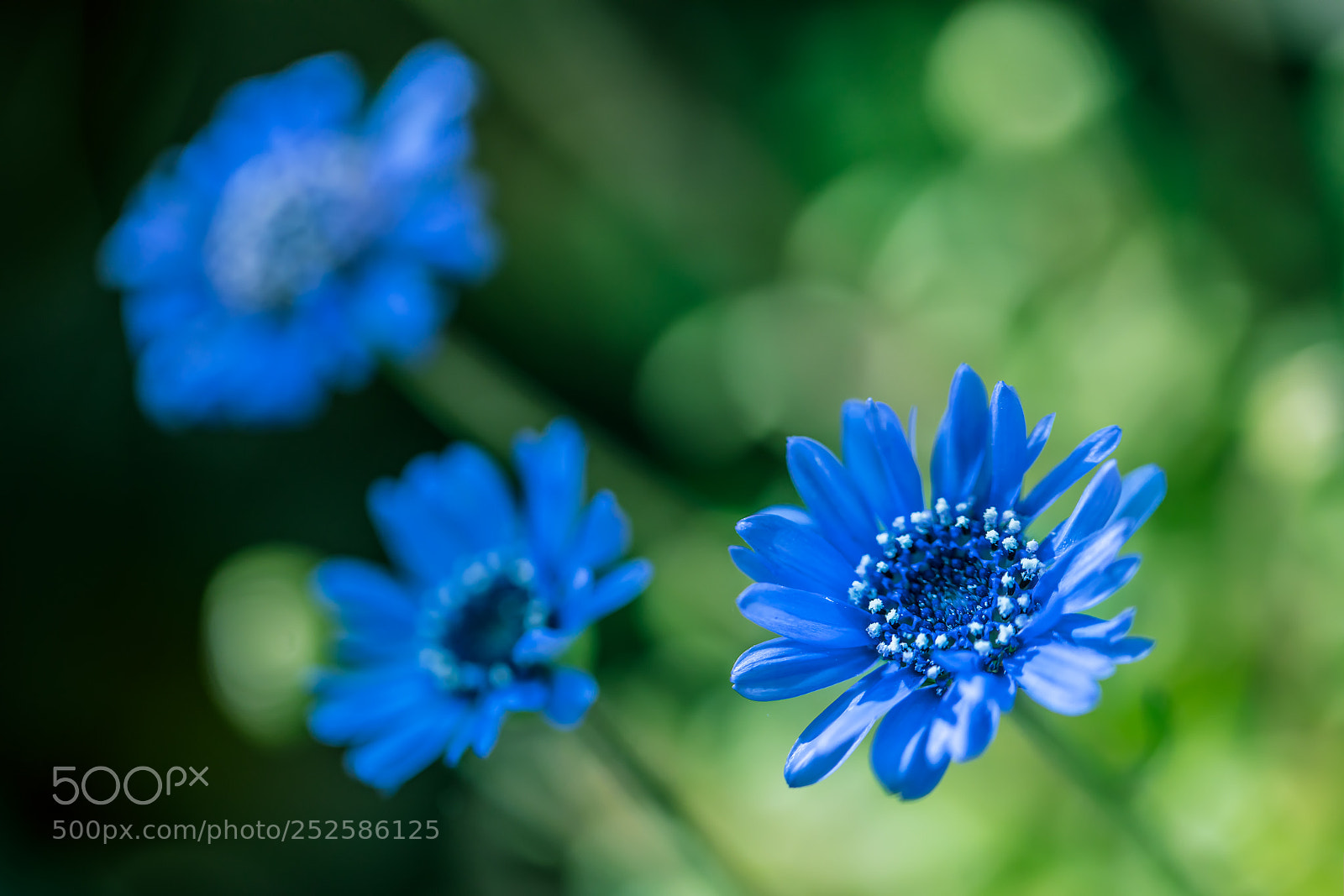 Canon EOS 5D Mark IV sample photo. Blue photography