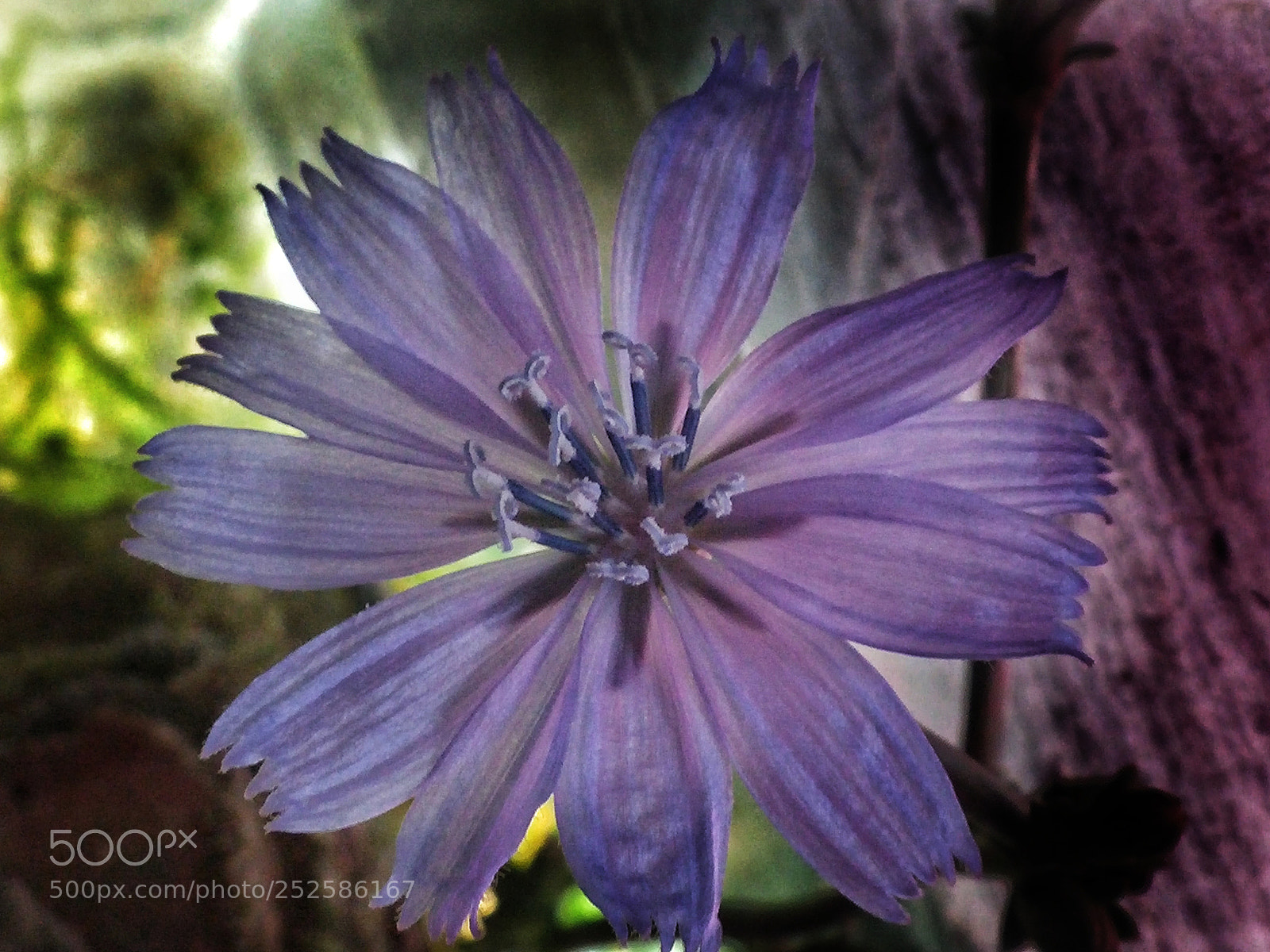 LG G3 sample photo. Violetta photography