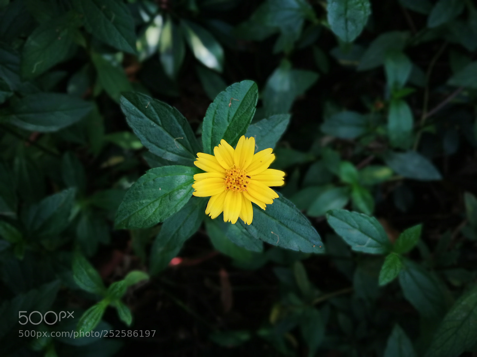 HUAWEI P9 Plus sample photo. Untitled photography