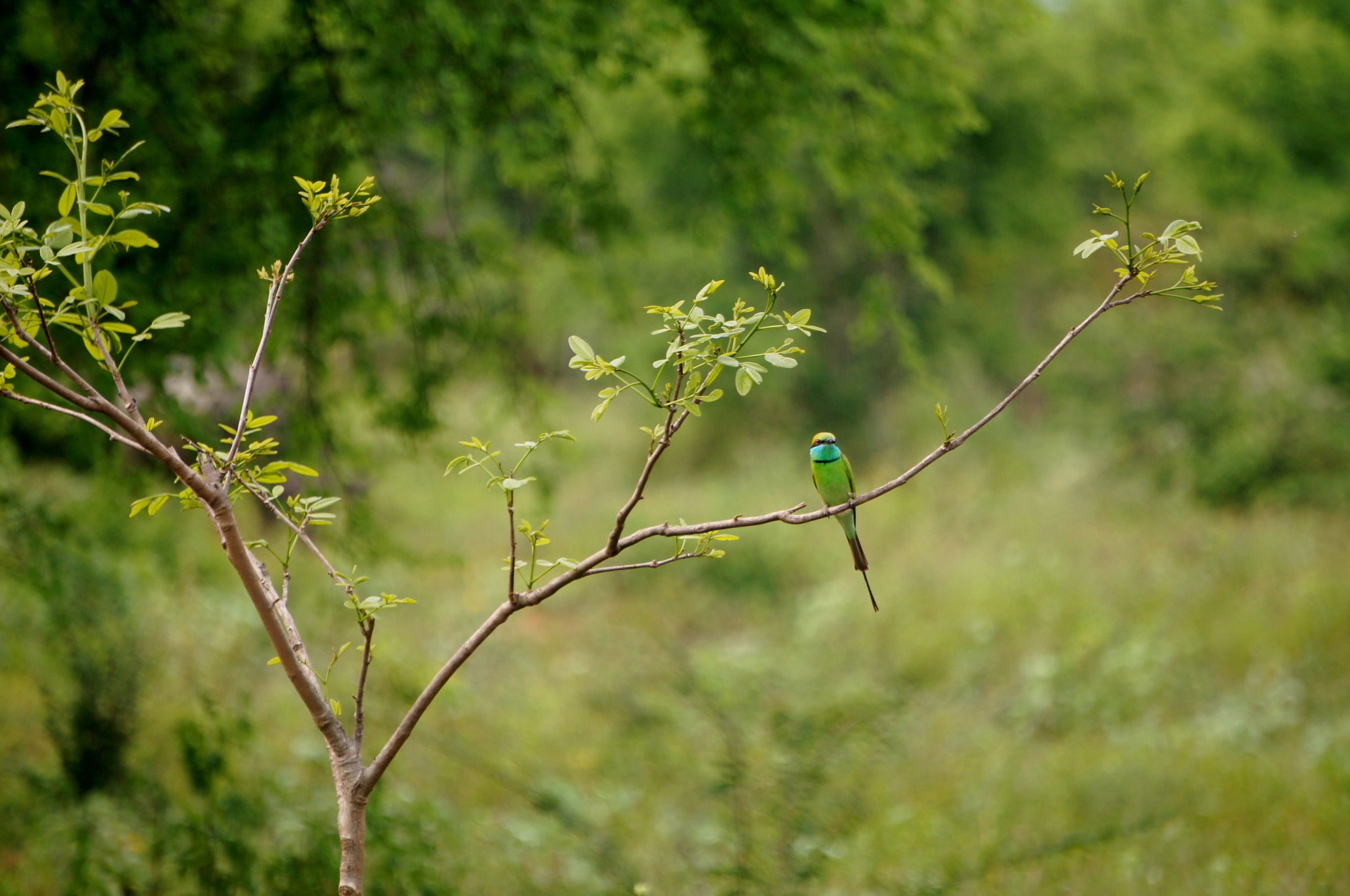 Sony Alpha NEX-C3 sample photo. Green bee-eater (merops orientalis) photography