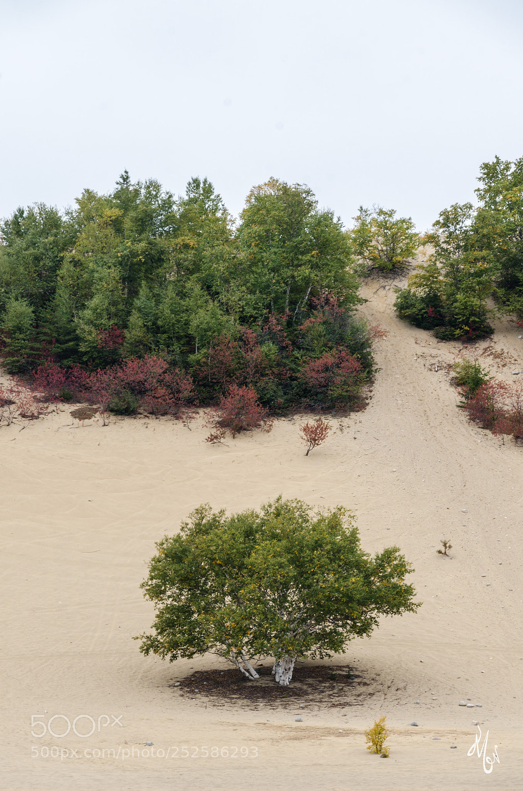 Nikon D7000 sample photo. Trees and sand dune photography