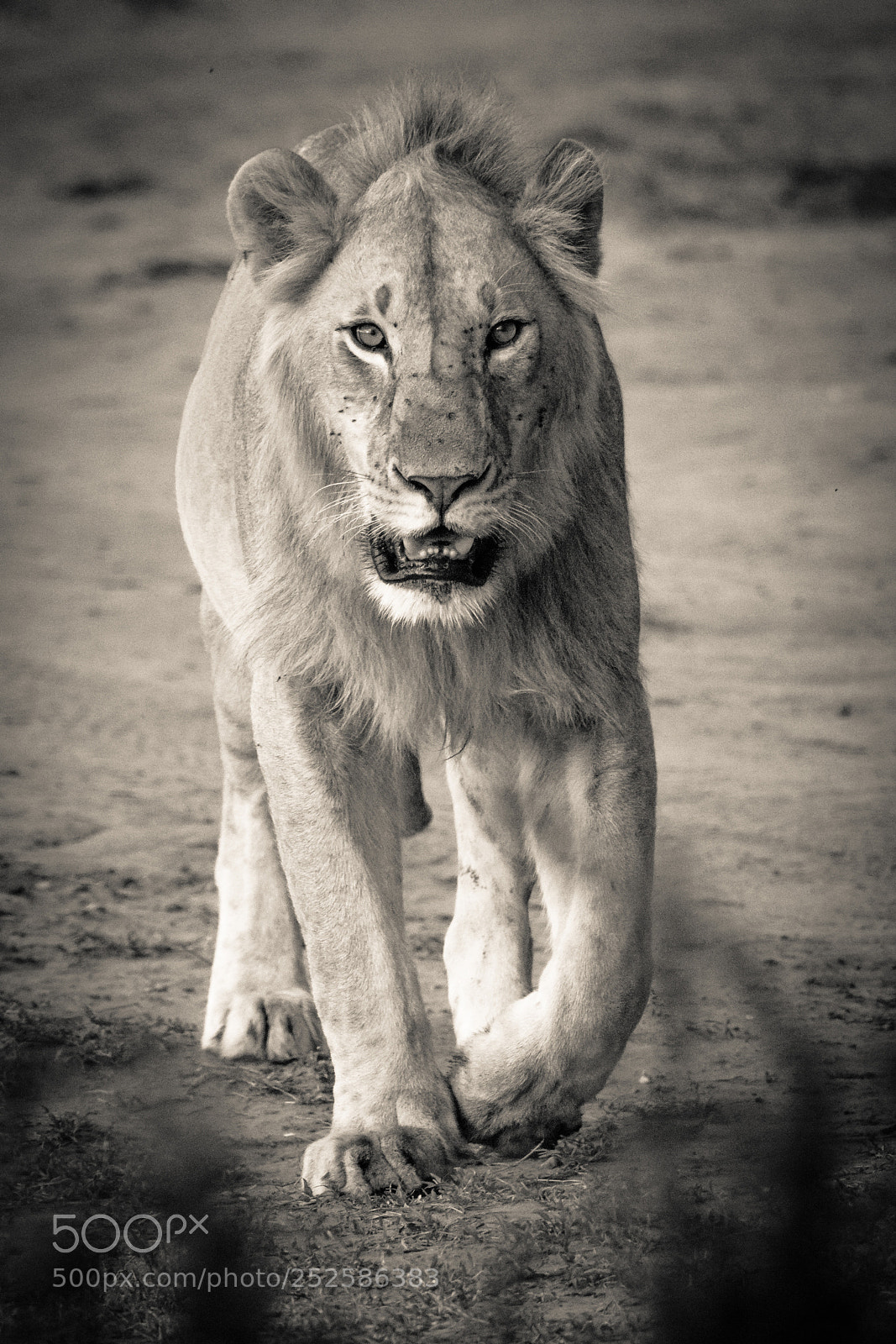 Canon EOS 7D Mark II sample photo. Marching lion photography