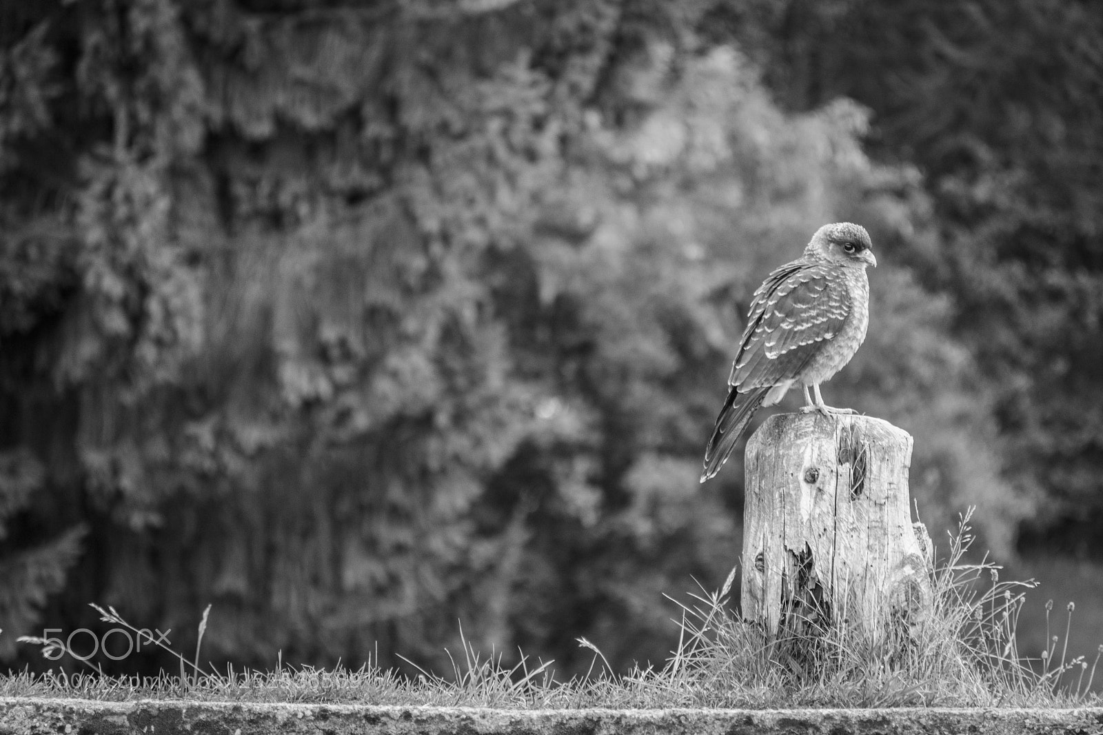 Nikon D7200 sample photo. Suspicious photography