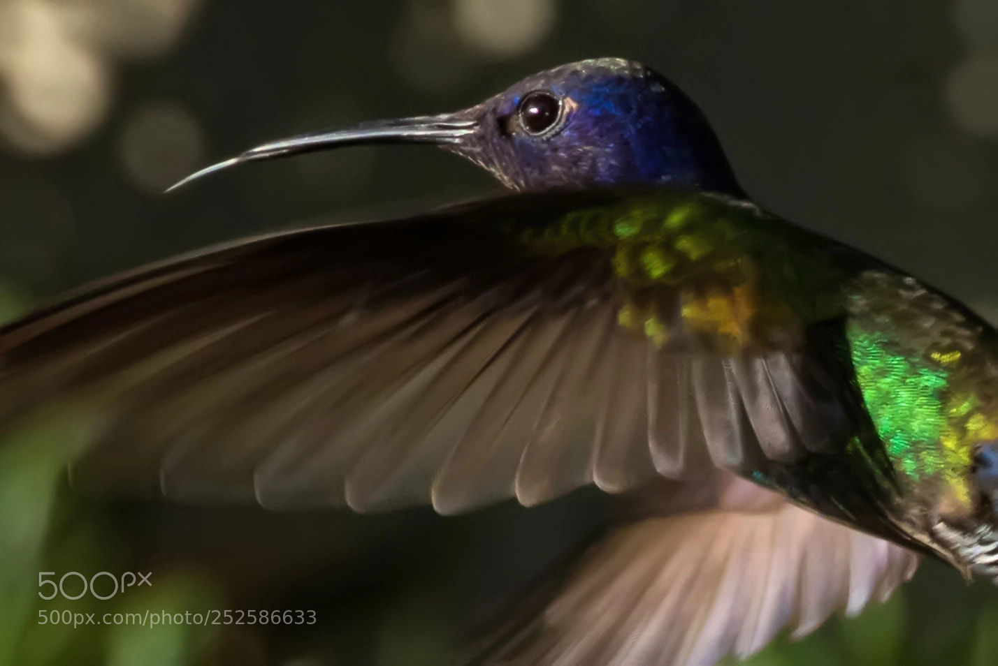 Nikon D810 sample photo. Hummingbird portrait photography