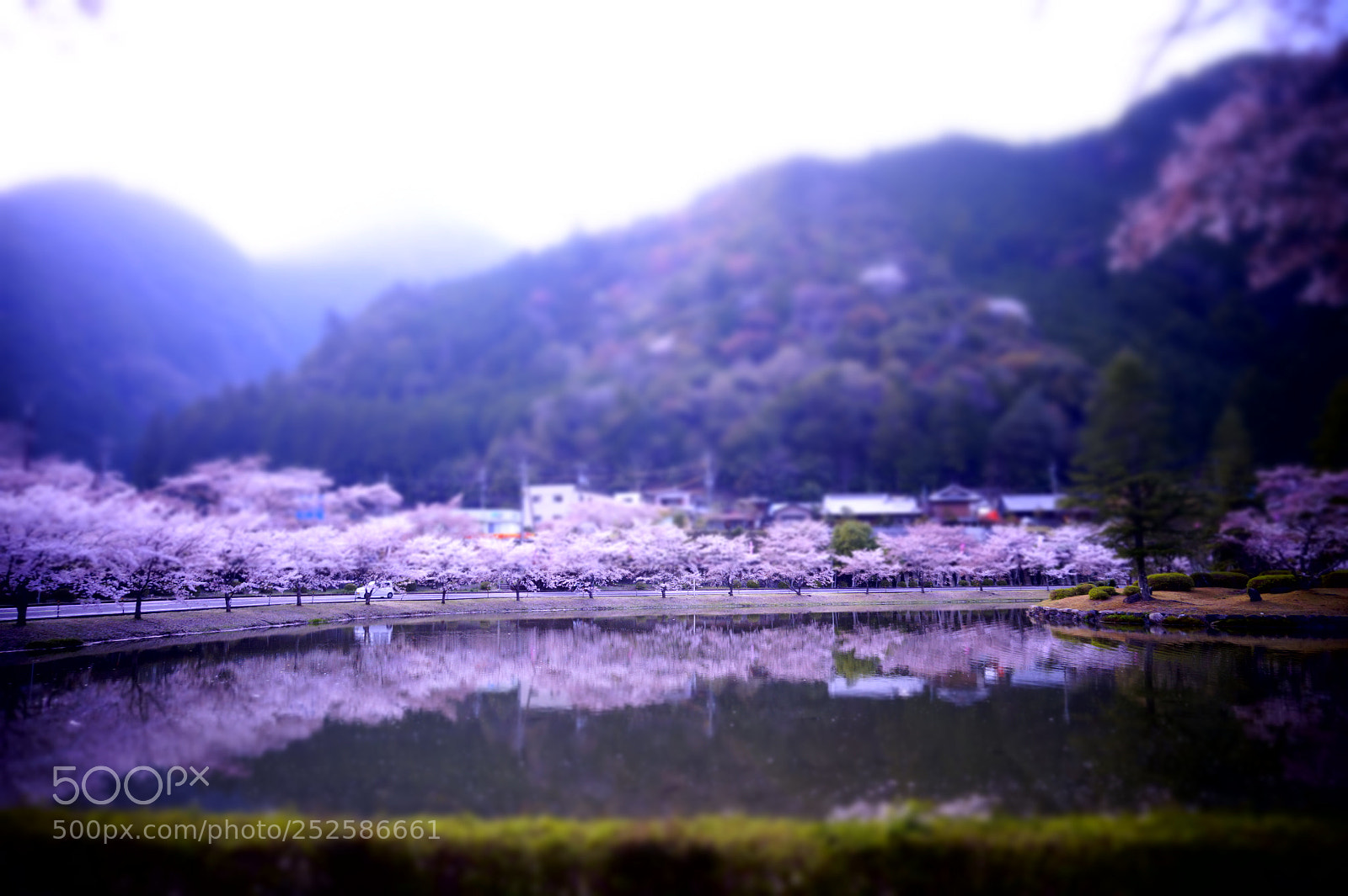 Sony Alpha a5000 (ILCE 5000) sample photo. 桜。 photography