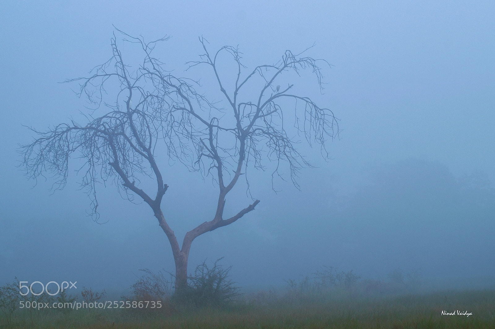 Sony SLT-A58 sample photo. Morning and fog photography