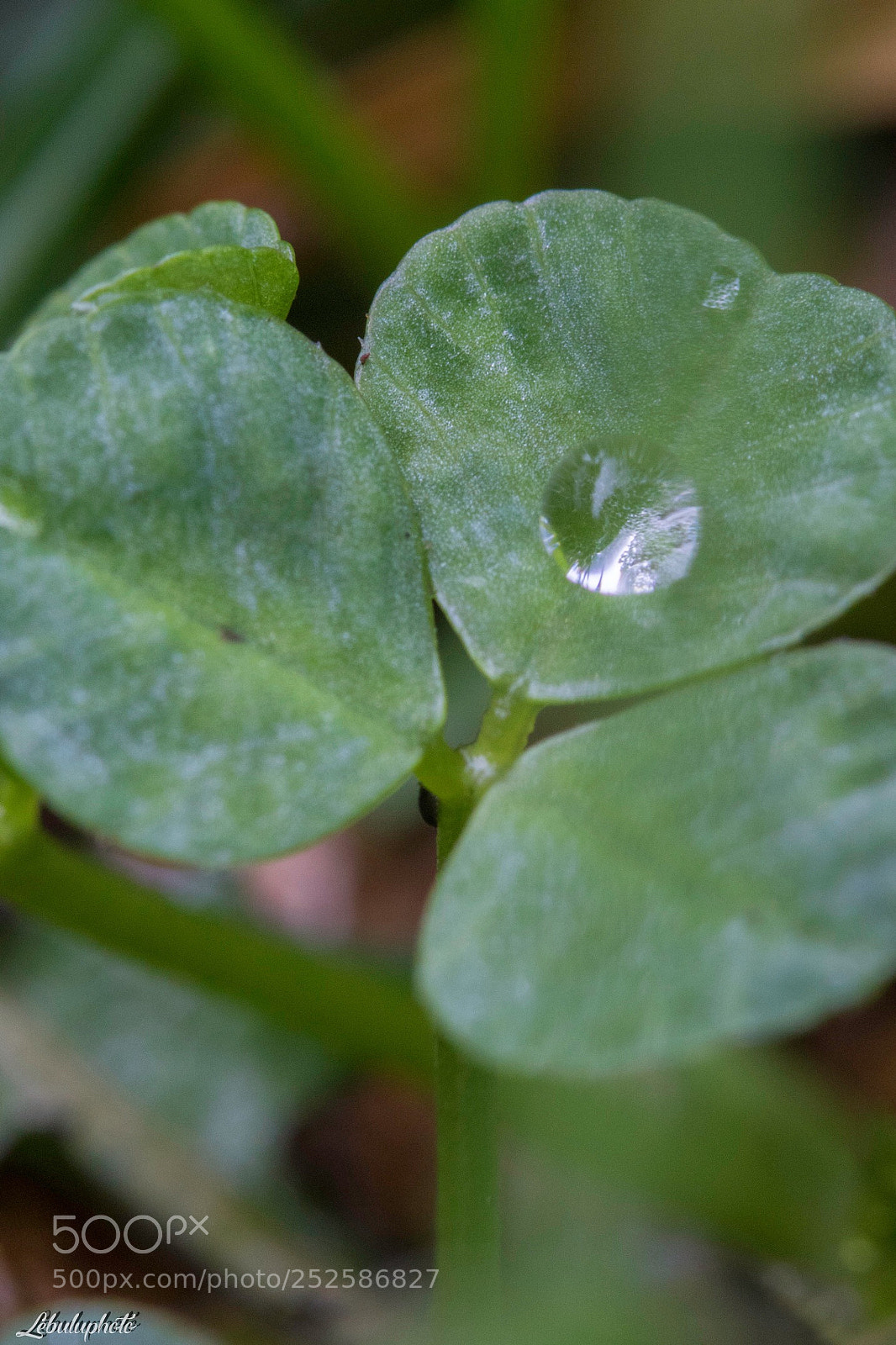 Canon EOS 750D (EOS Rebel T6i / EOS Kiss X8i) sample photo. Untitled photography