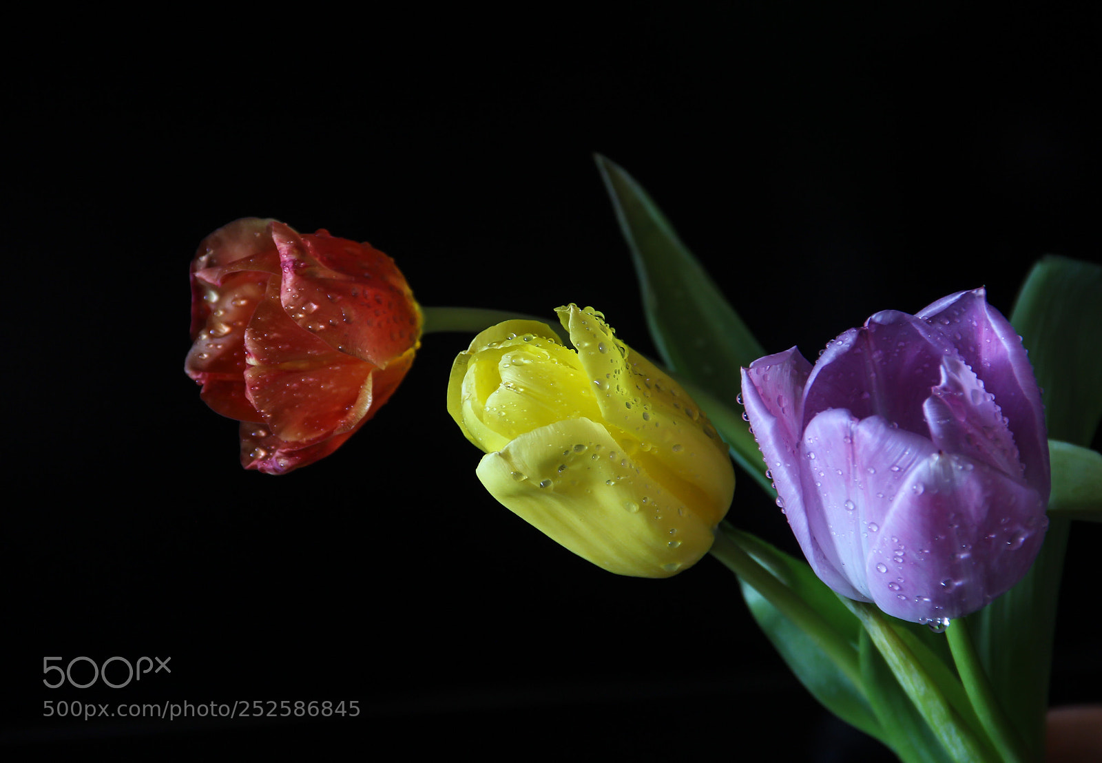 Canon EOS 600D (Rebel EOS T3i / EOS Kiss X5) sample photo. Multi-colored tulips photography