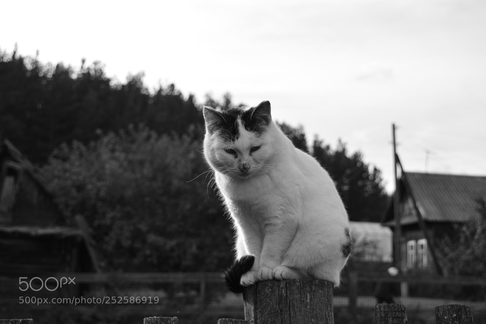 Nikon D5200 sample photo. Sad cat... photography