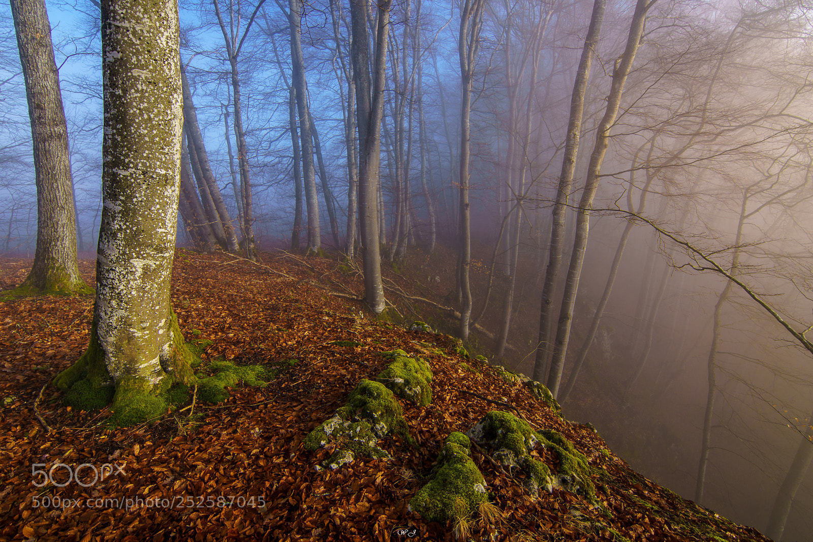 Sony ILCA-77M2 sample photo. Scary foggy forest photography