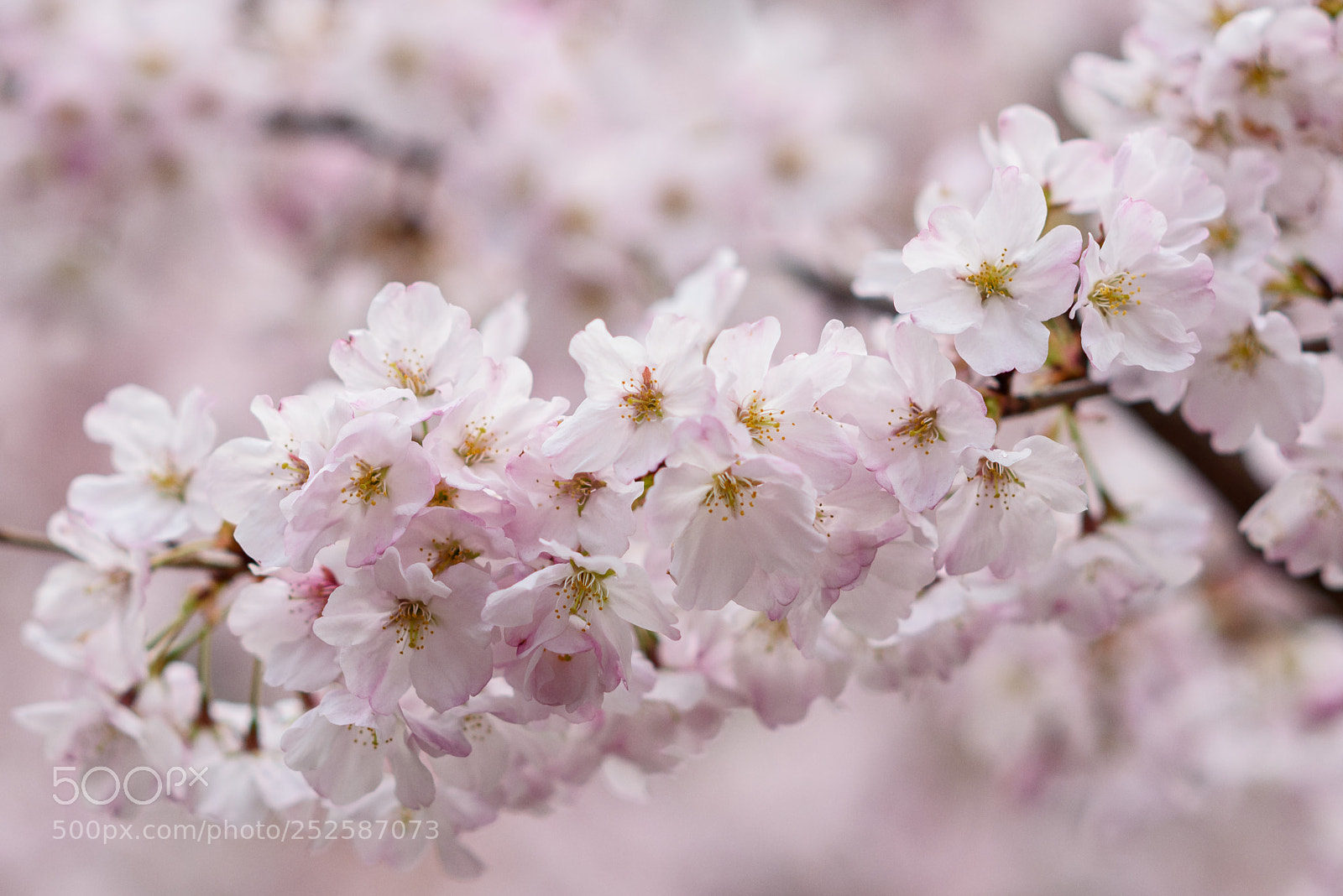 Nikon D750 sample photo. Sakura photography