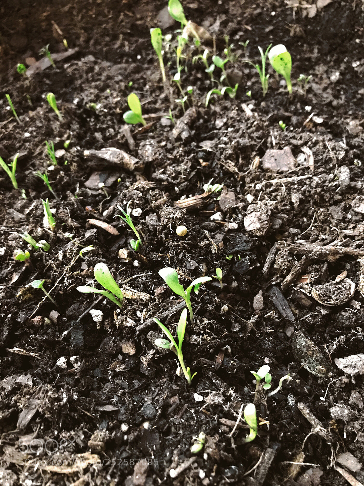 Apple iPhone 7 Plus sample photo. Wildflower seedlings  photography