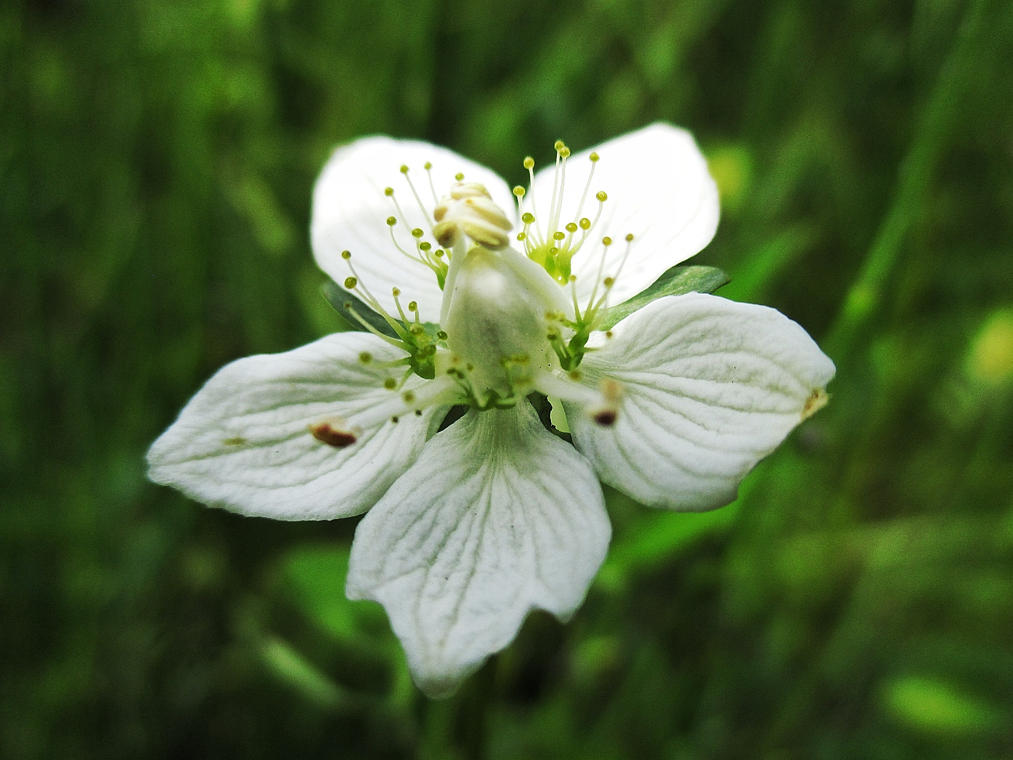 Canon PowerShot ELPH 135 (IXUS 145 / IXY 120) sample photo. Flower😻 photography