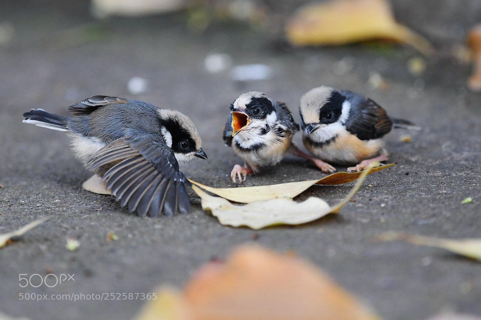 Nikon D500 sample photo. Triplet birds photography