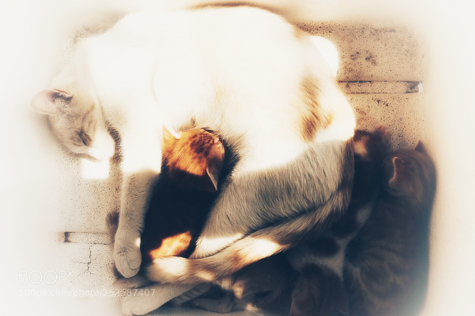 Apple iPhone 6 sample photo. Untitled photography